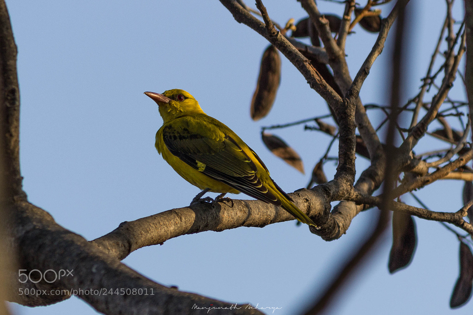 Canon EOS 1200D (EOS Rebel T5 / EOS Kiss X70 / EOS Hi) sample photo. The indian golden oriole photography