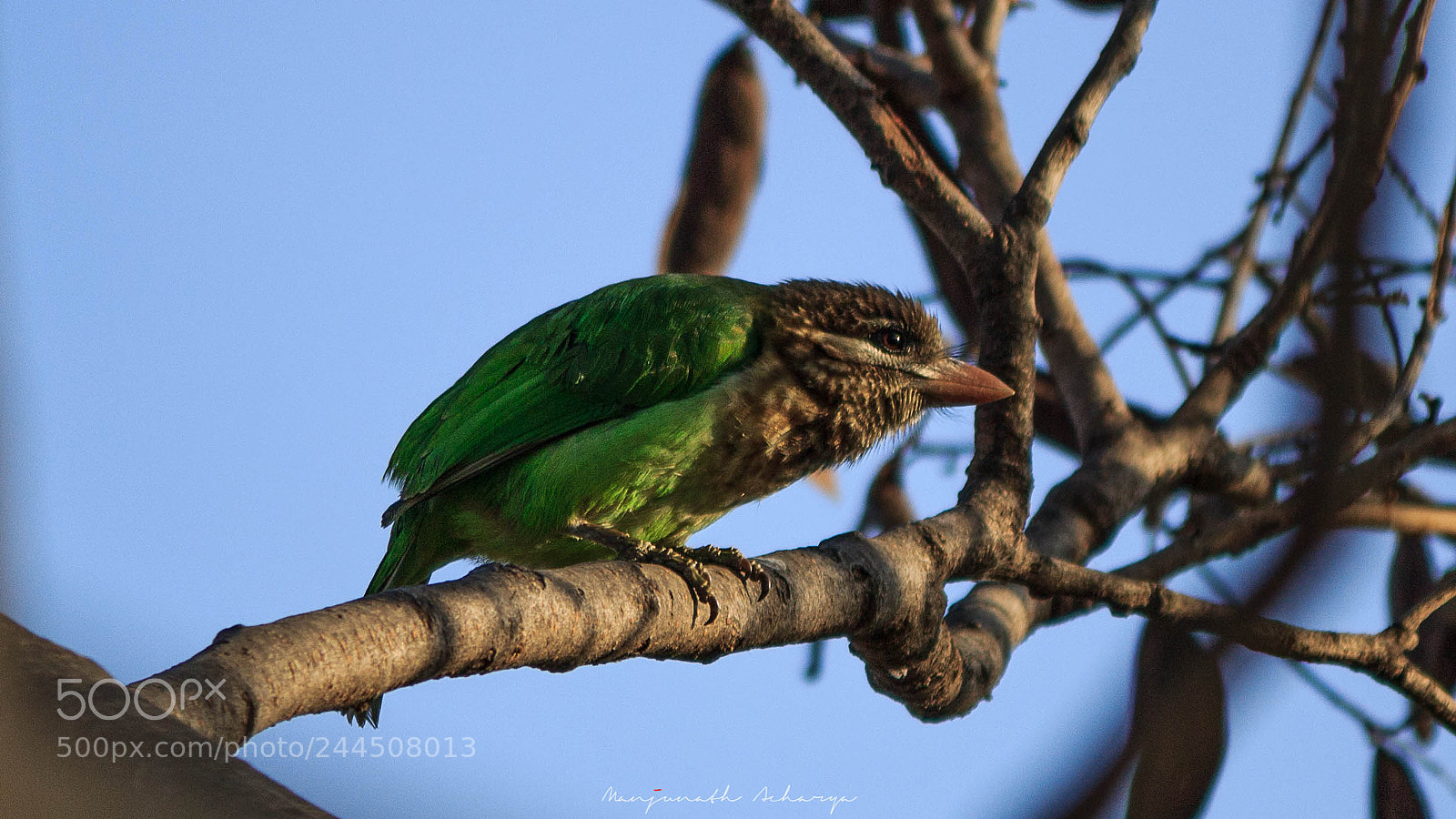 Canon EOS 1200D (EOS Rebel T5 / EOS Kiss X70 / EOS Hi) sample photo. Brown headed barbet photography
