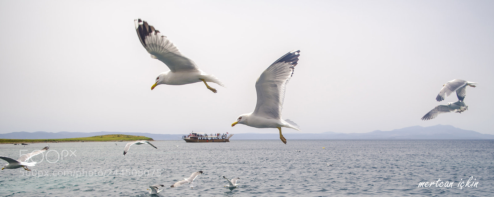 Nikon D5100 sample photo. Seagulls photography
