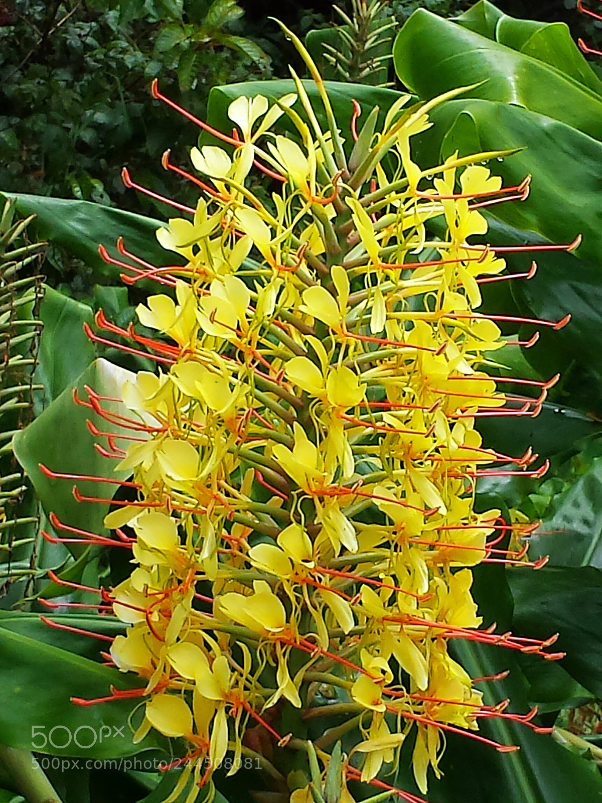 Samsung Galaxy S4 sample photo. Hawaiian flowers photography