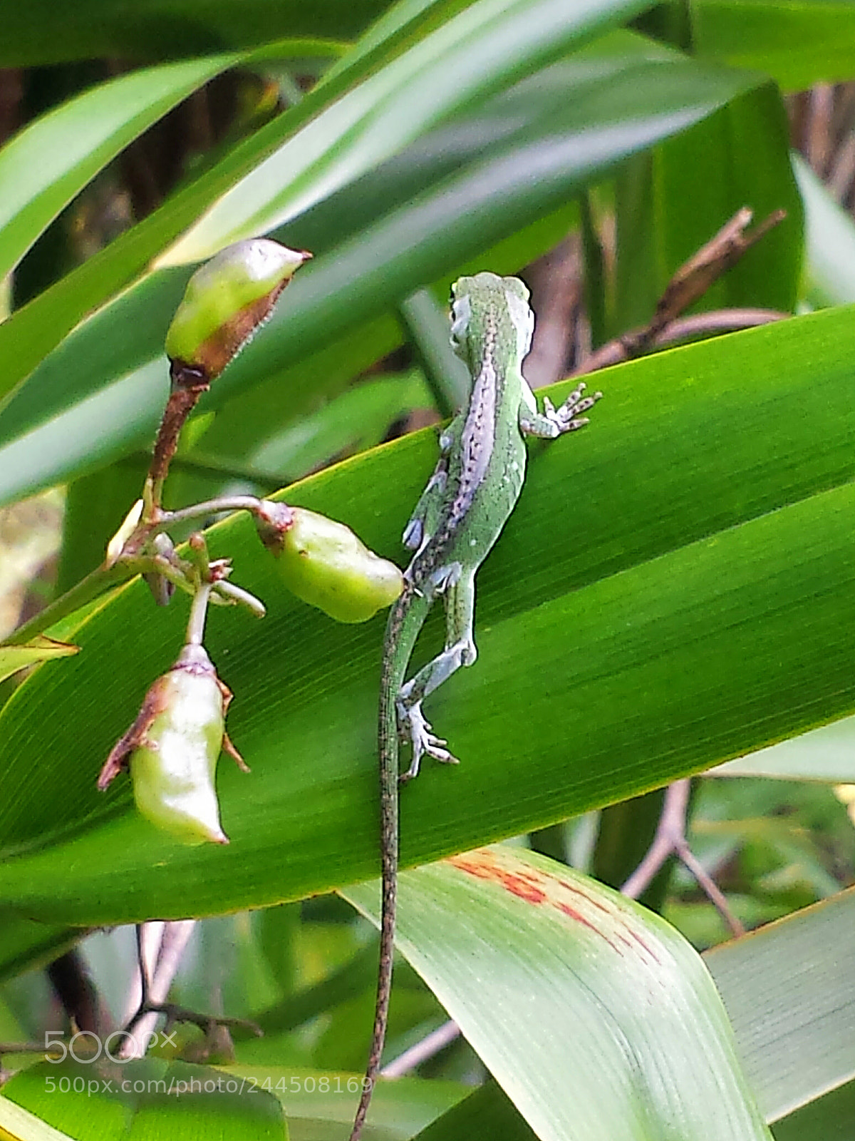 Samsung Galaxy S4 sample photo. Lizard on a leaf photography
