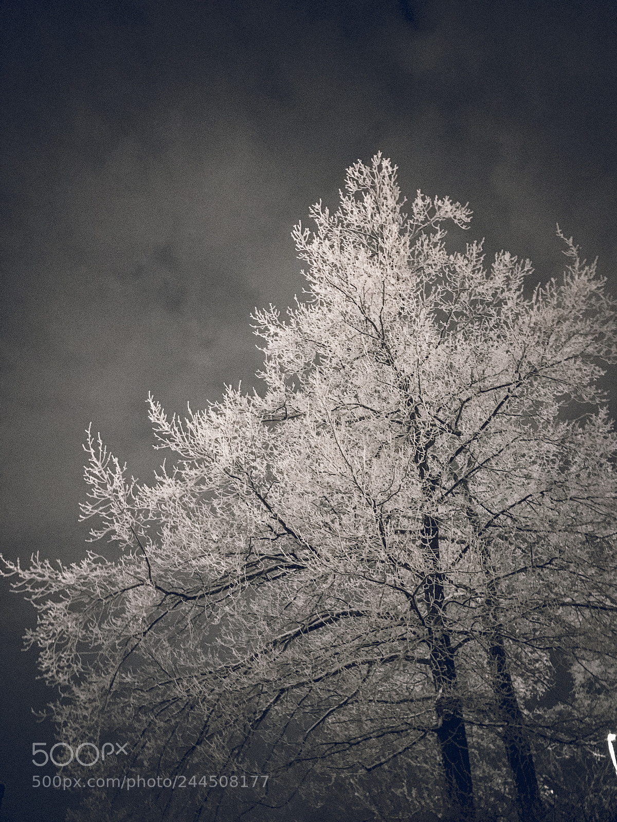 Apple iPhone 7 sample photo. 025/365: tree in the dark photography