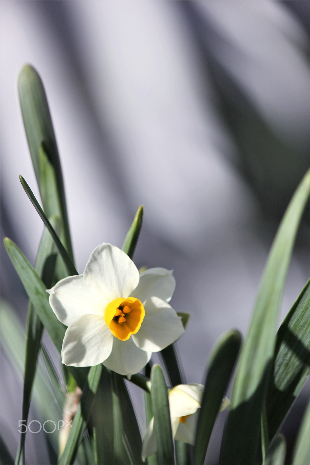 Canon EF-S 55-250mm F4-5.6 IS II sample photo. Narcissus photography
