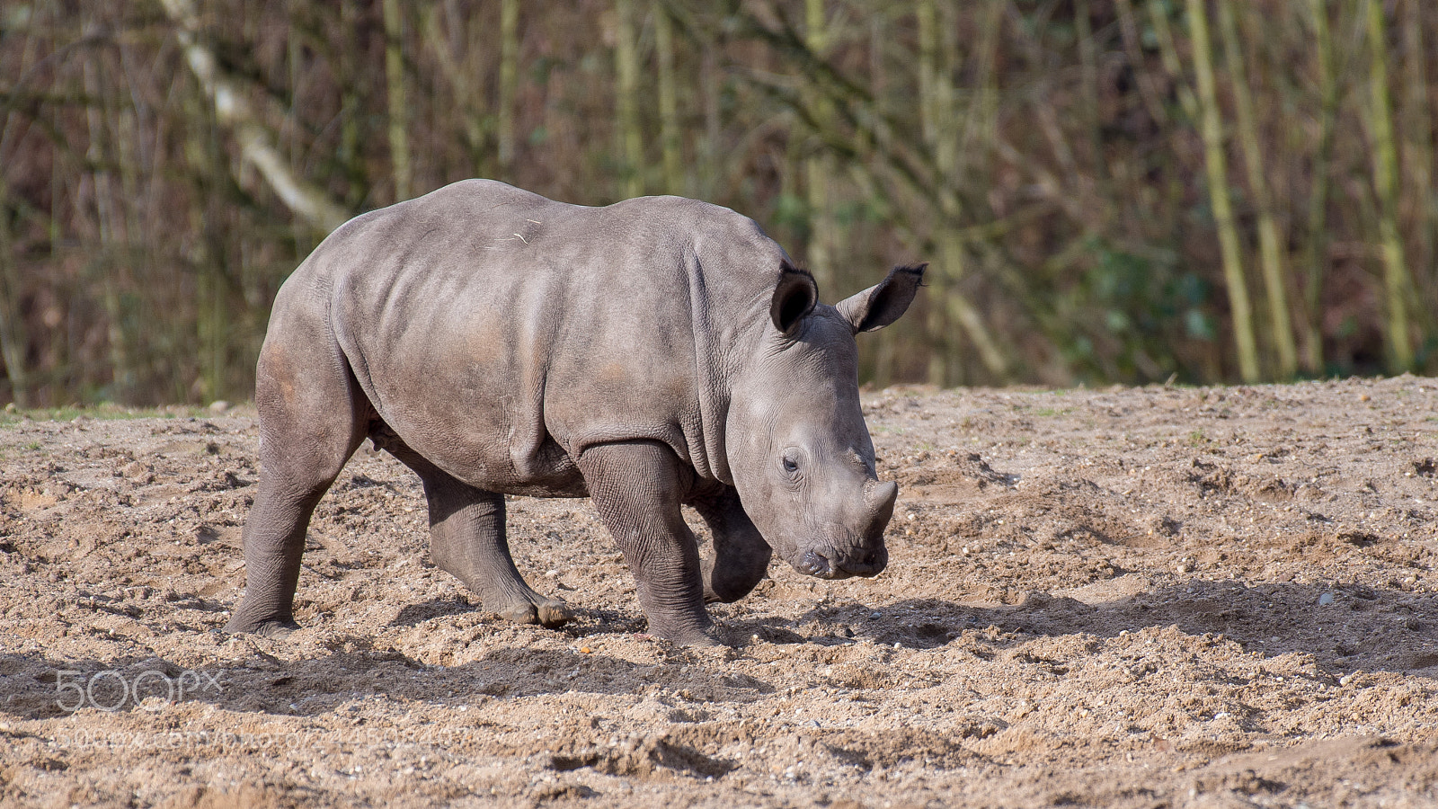Nikon D500 sample photo. Wiesje the little rhino :) photography