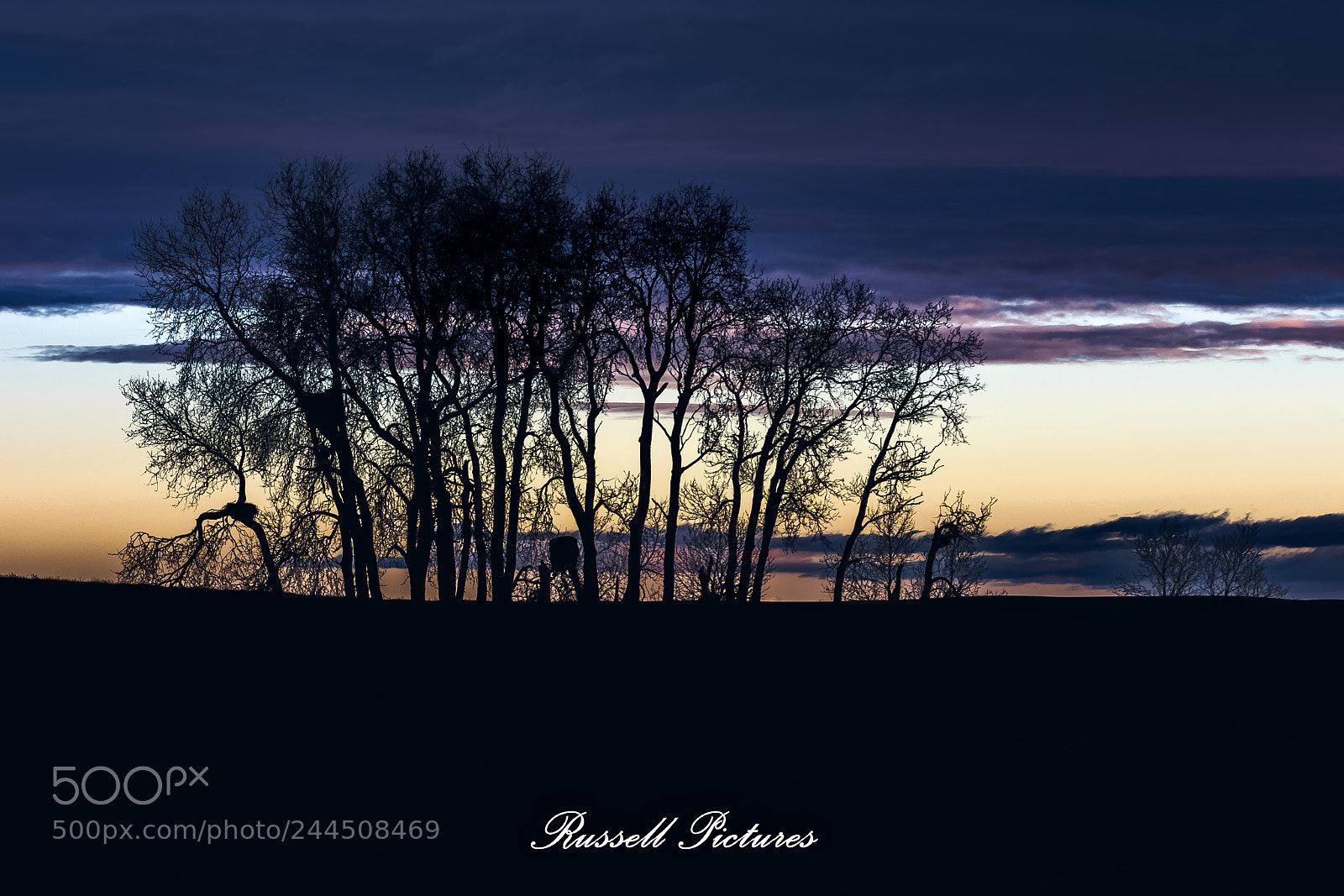Nikon D3400 sample photo. Trees ending his day. photography