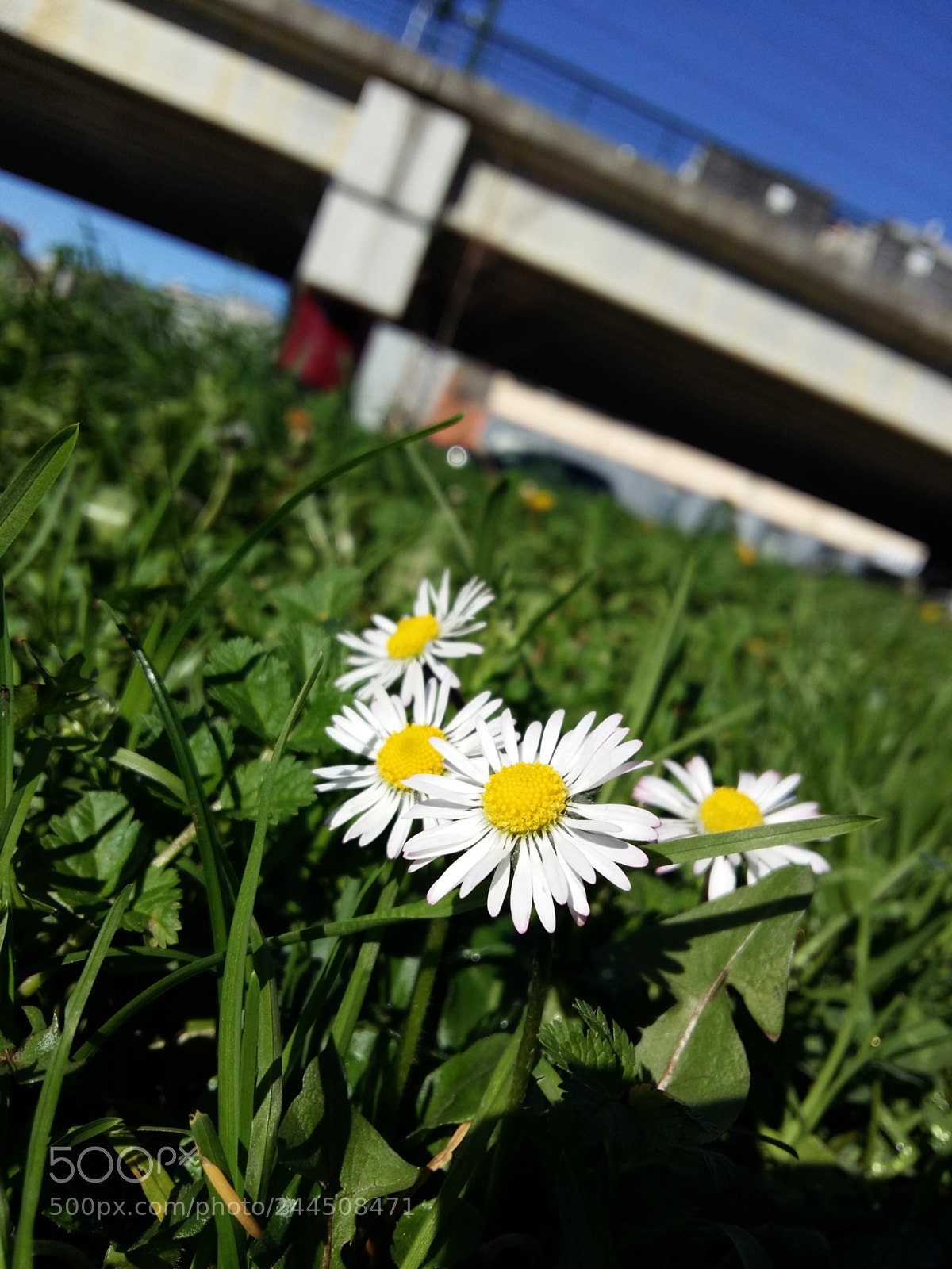 Samsung Galaxy A5 sample photo. Untitled photography