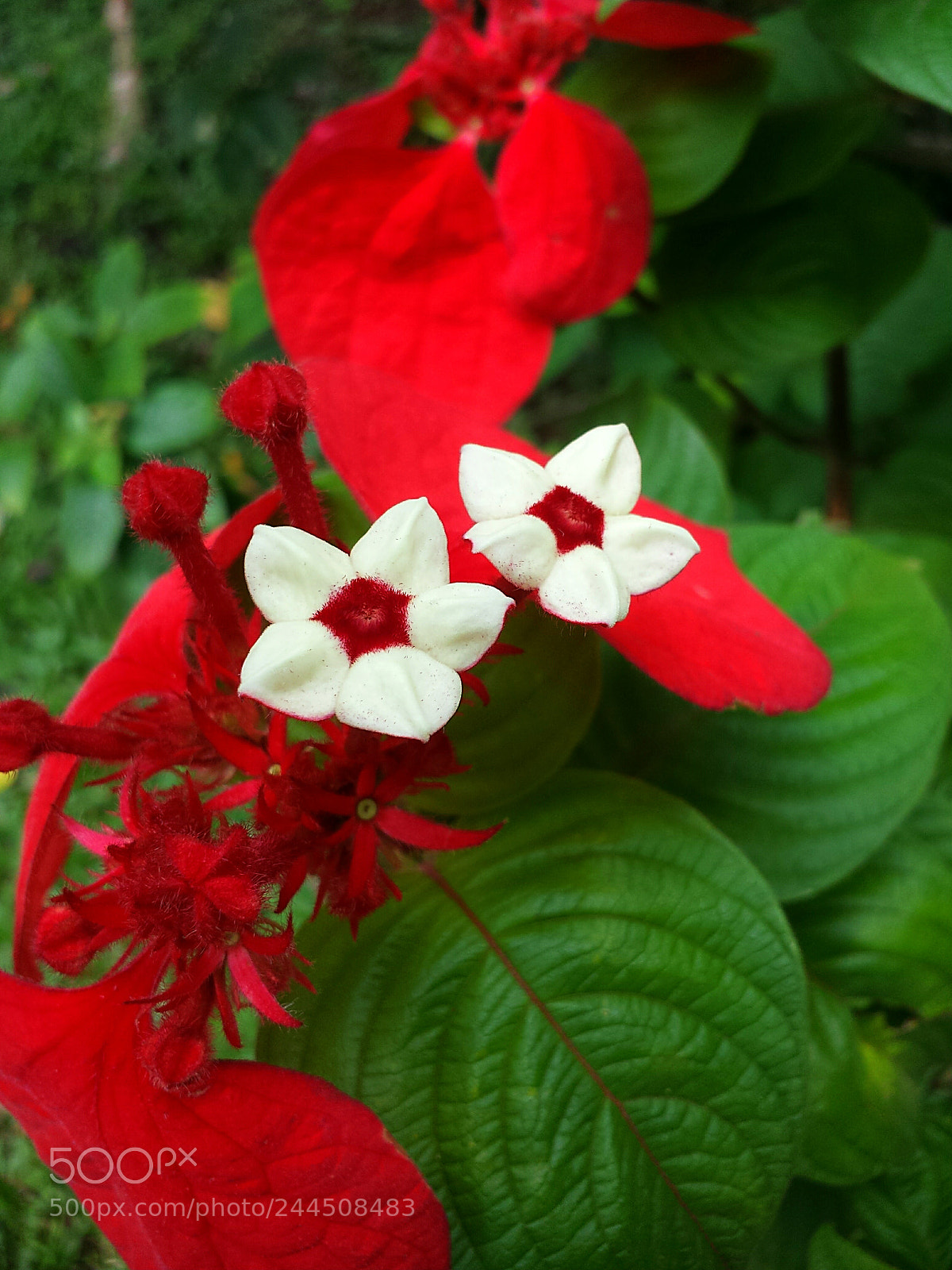 Samsung Galaxy S4 sample photo. Wedding flowers photography