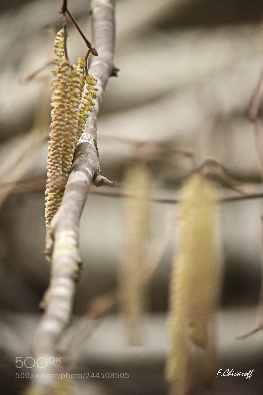 Canon EOS 100D (EOS Rebel SL1 / EOS Kiss X7) sample photo. Bouleau photography