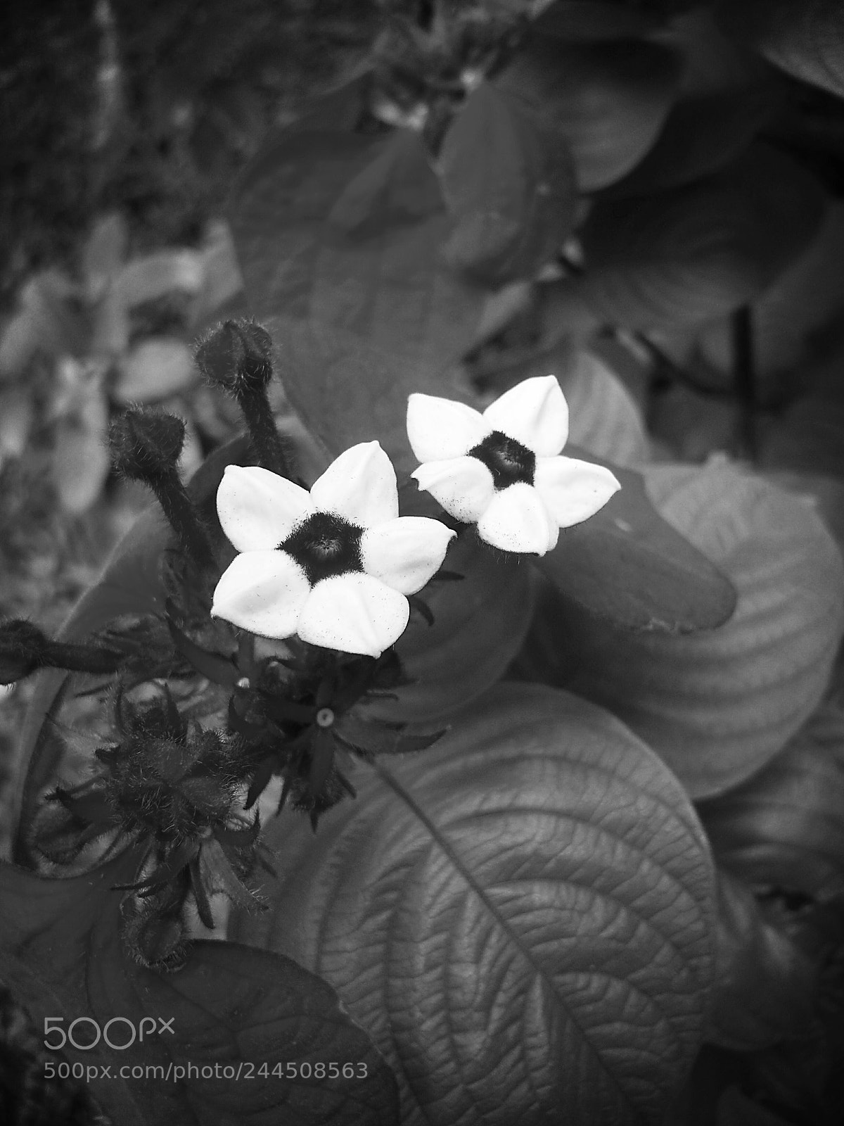 Samsung Galaxy S4 sample photo. Wedding flowers b&w photography