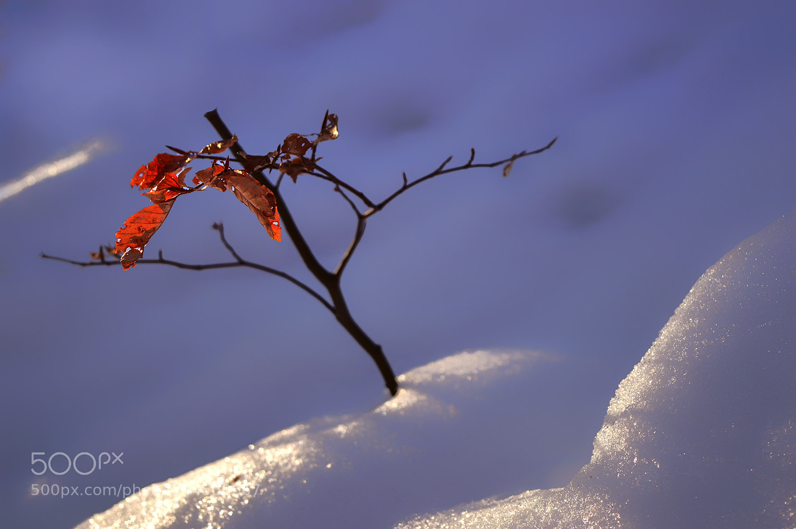 Nikon D3200 sample photo. Winter photography