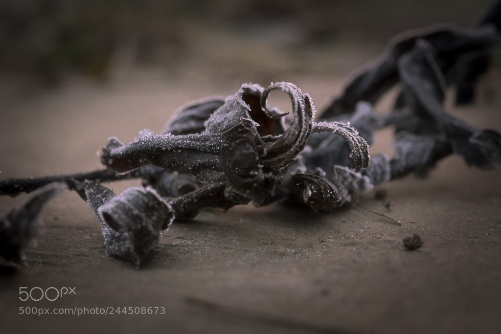 Sony a7 II sample photo. Still life photography
