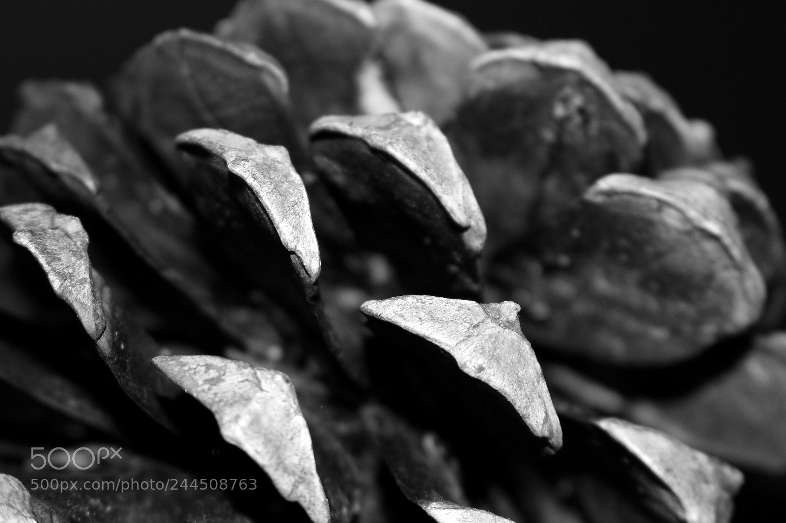 Canon EOS 100D (EOS Rebel SL1 / EOS Kiss X7) sample photo. Pine cone grayscale photography