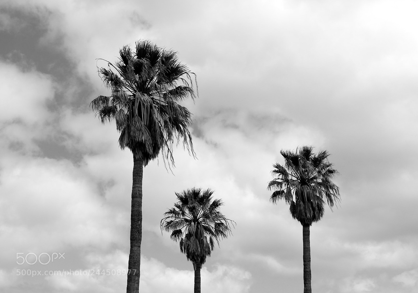 Canon EOS 100D (EOS Rebel SL1 / EOS Kiss X7) sample photo. Palm trees photography