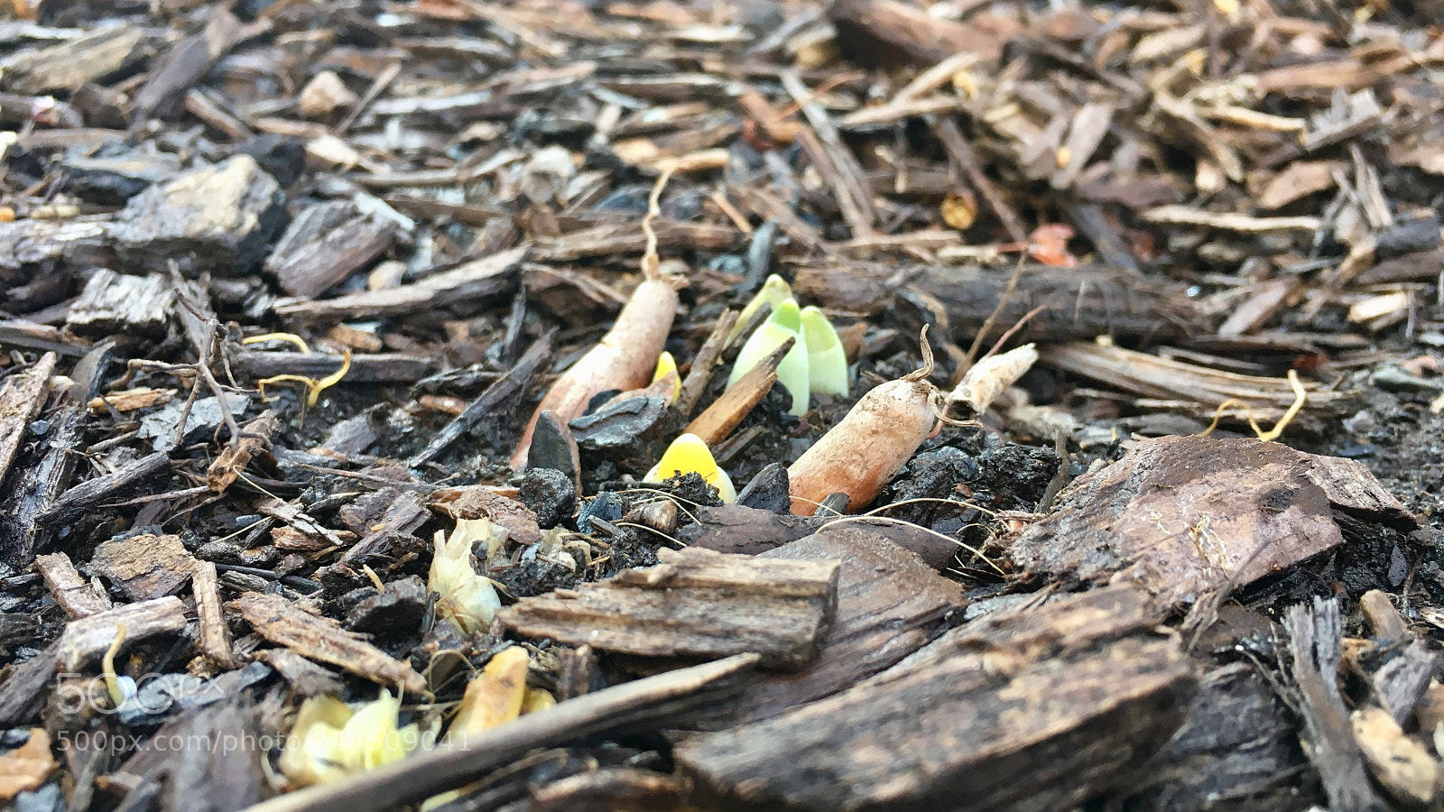 Apple iPhone 6s sample photo. #climatechange photography