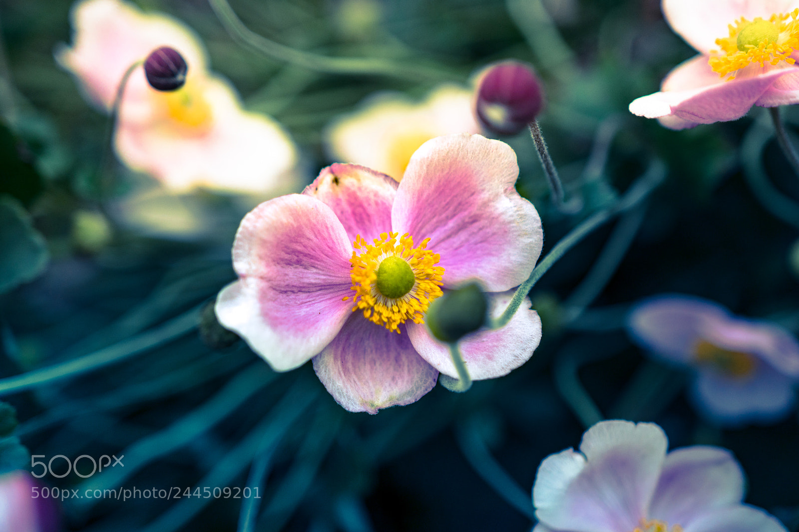 Sony a6300 sample photo. Anemone photography