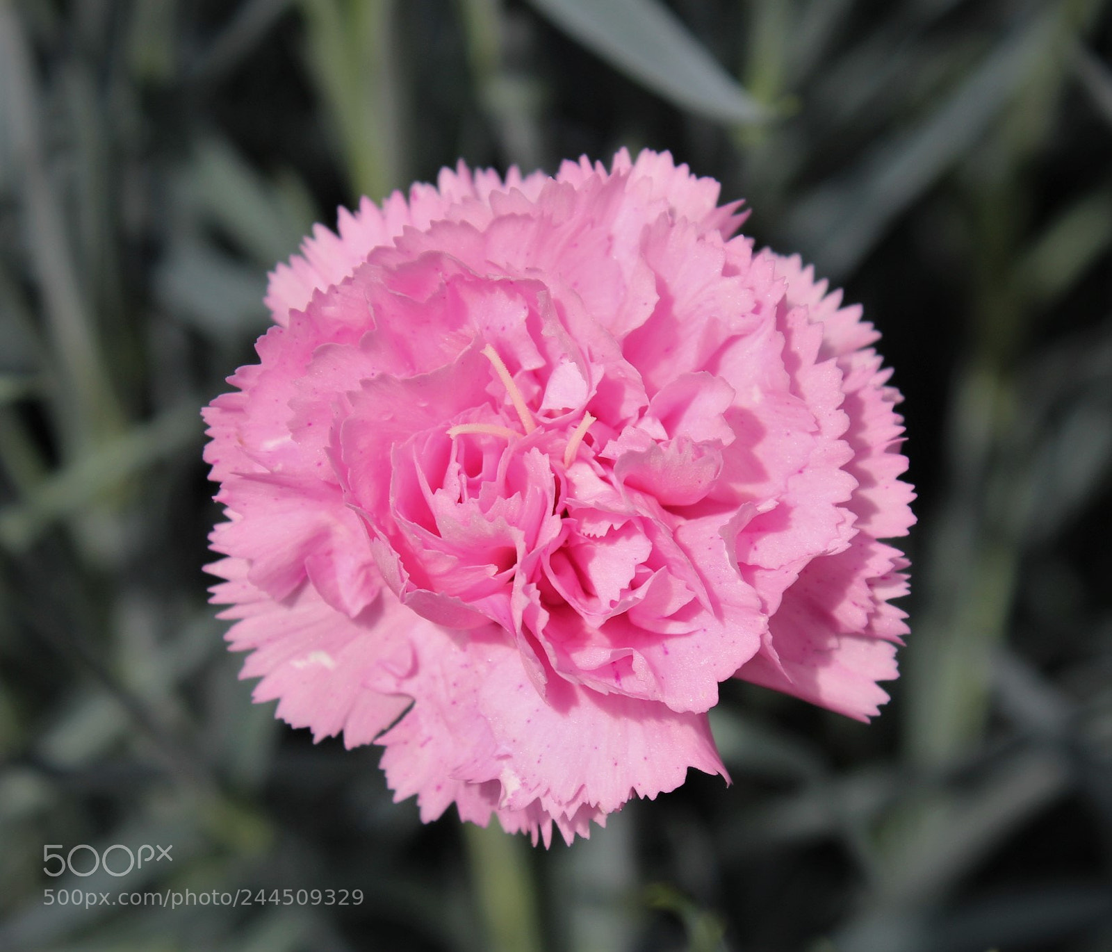Canon EOS 600D (Rebel EOS T3i / EOS Kiss X5) sample photo. Pink carnation photography