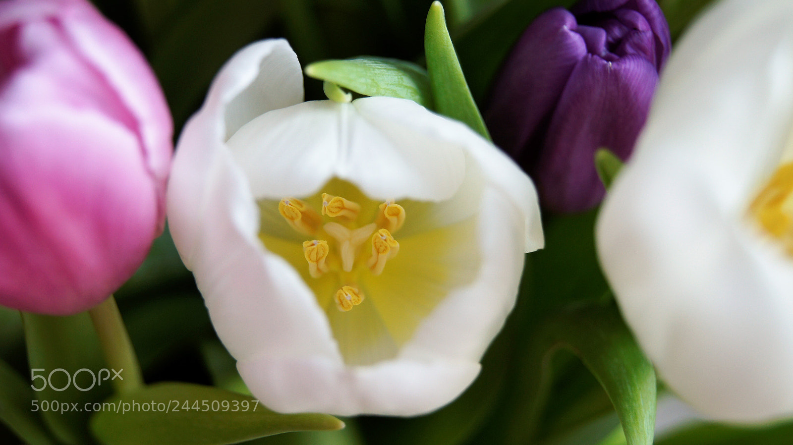 Sony SLT-A33 sample photo. Tulips in the desert photography