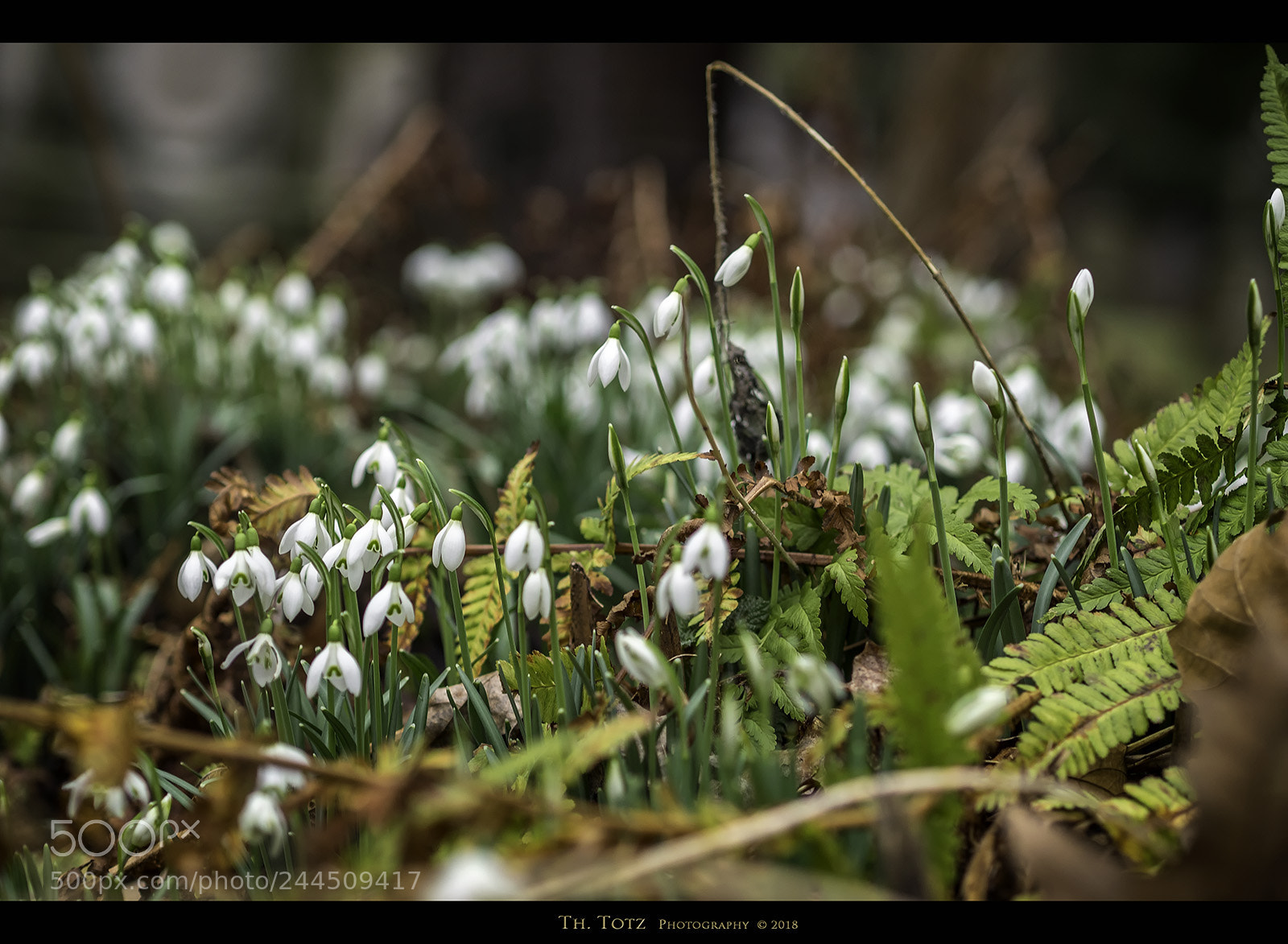 Olympus OM-D E-M1 sample photo. Snowdrops photography