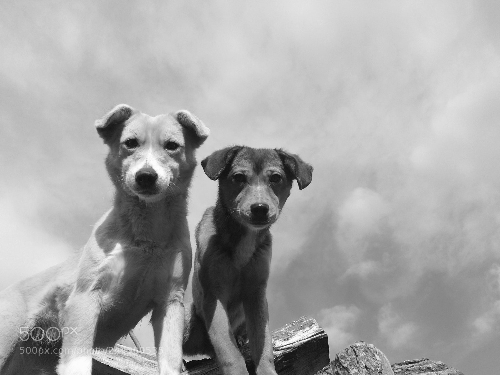 Apple iPhone 5s sample photo. B w photography