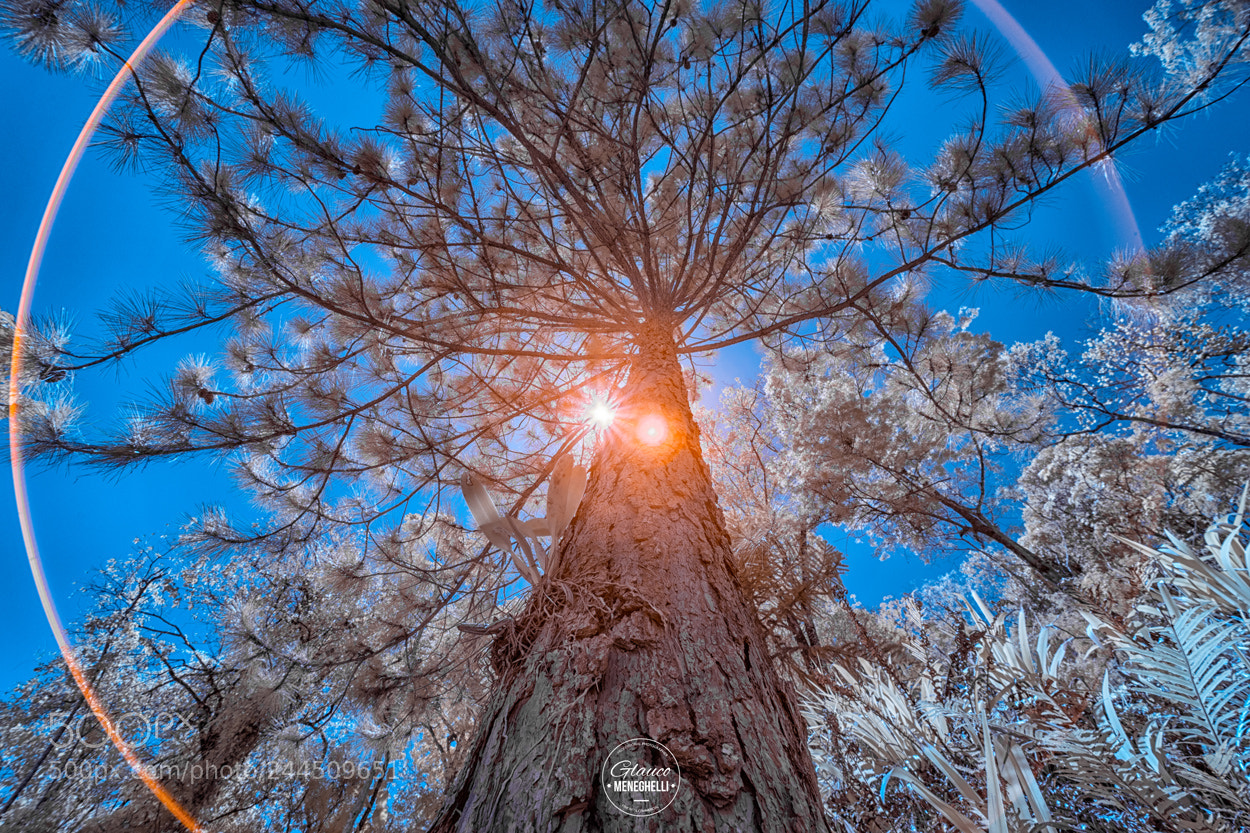 Sony a7 II sample photo. Tree photography