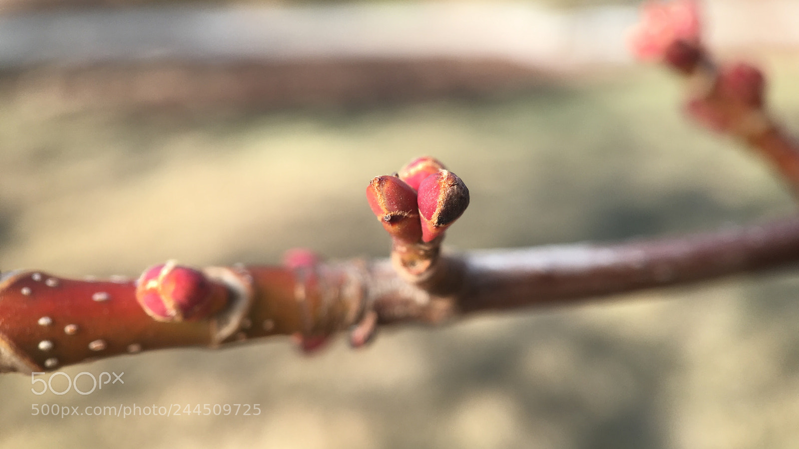 Apple iPhone 6s sample photo. #springinjanuary photography