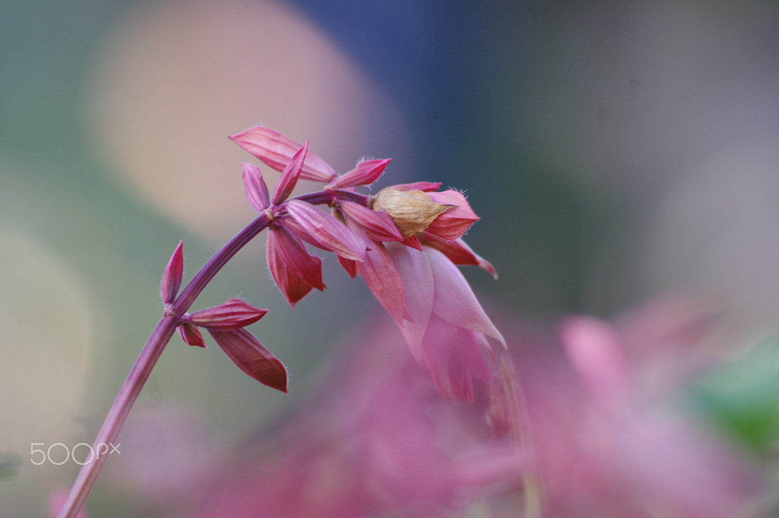 Pentax smc DA 55-300mm F4.0-5.8 ED sample photo. Salvia and pink bokeh photography