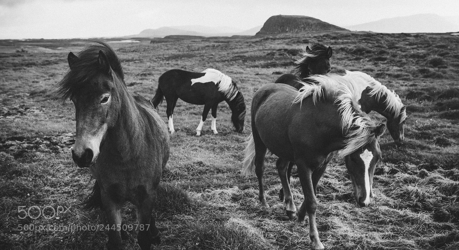 Sony a6500 sample photo. Crazy horses iceland bw photography