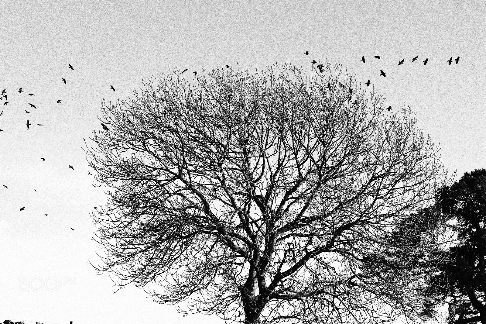 Canon EOS 800D (EOS Rebel T7i / EOS Kiss X9i) sample photo. Tree and birds photography
