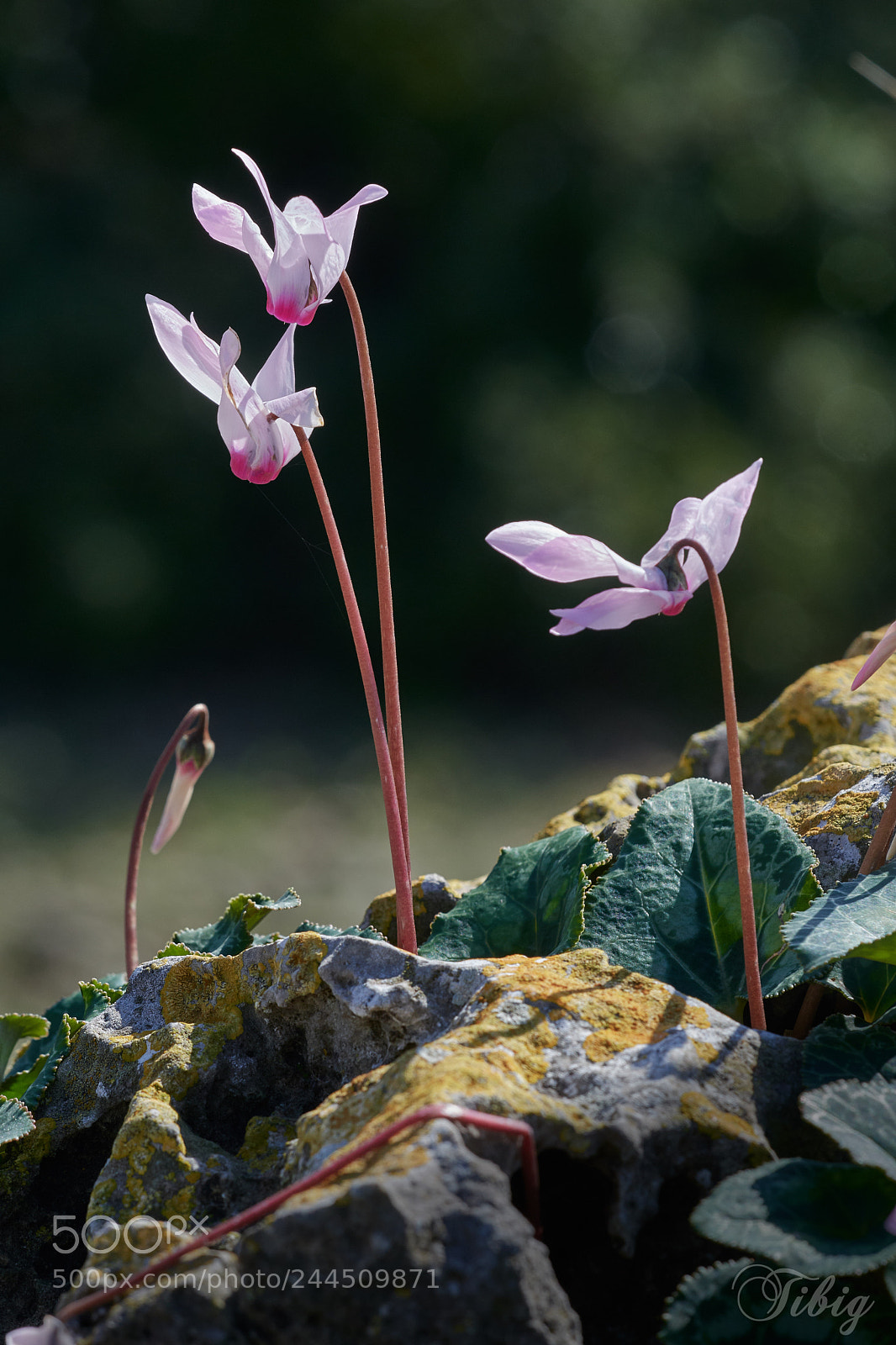 Nikon D500 sample photo. On the edge photography