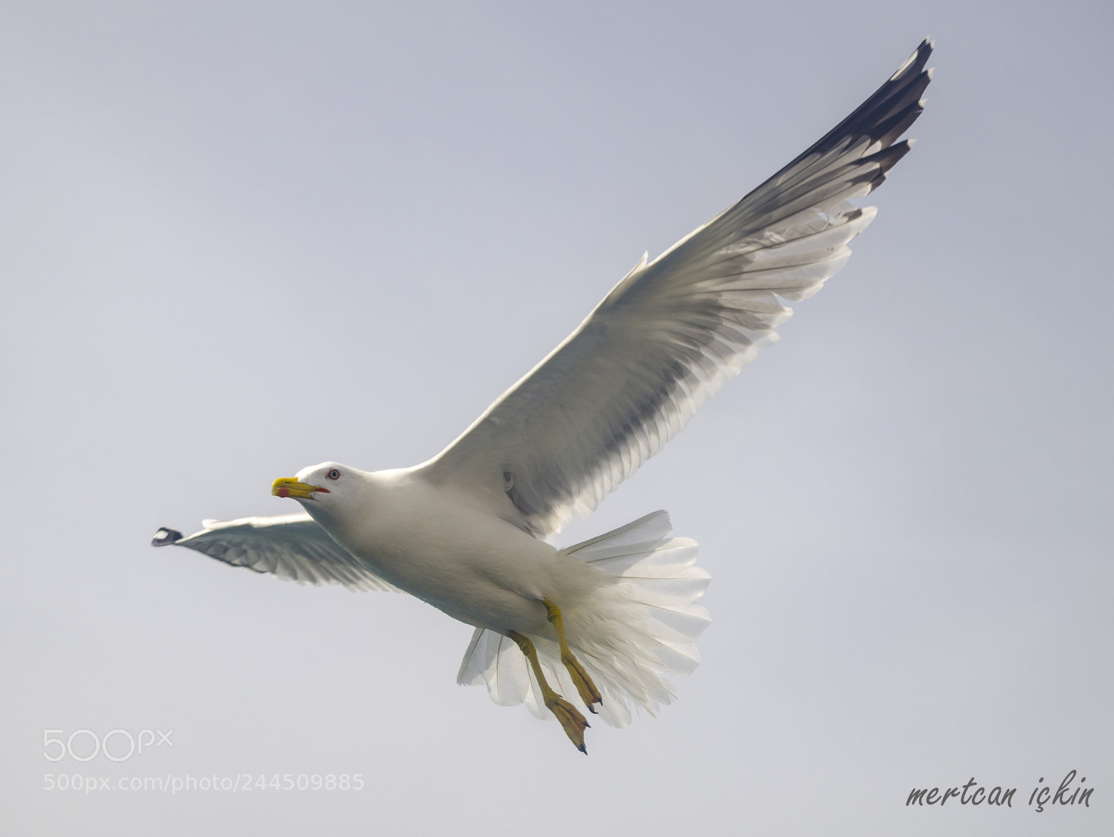 Nikon D5100 sample photo. Seagull photography