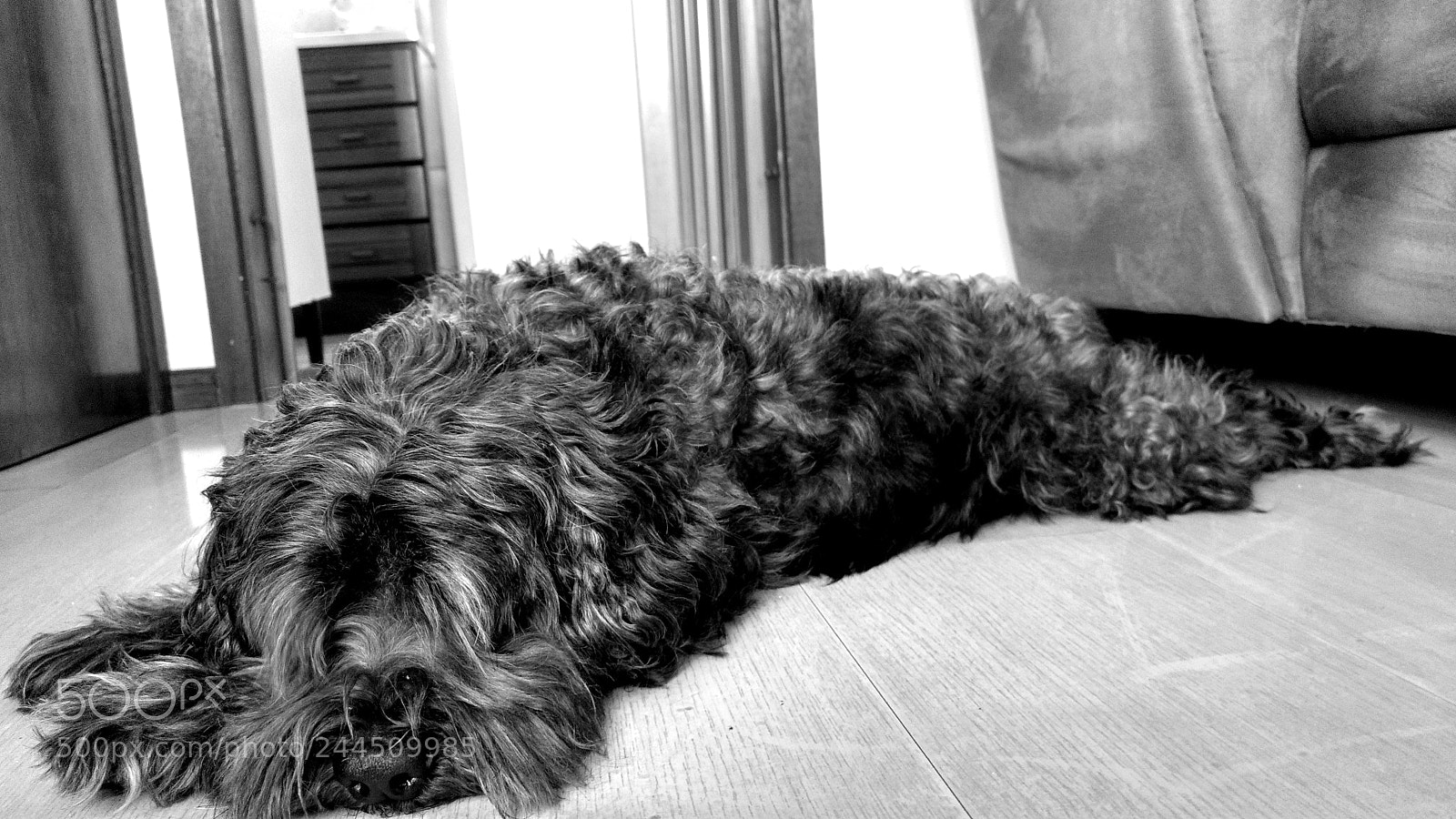 Motorola Moto Z Play sample photo. Dog photography