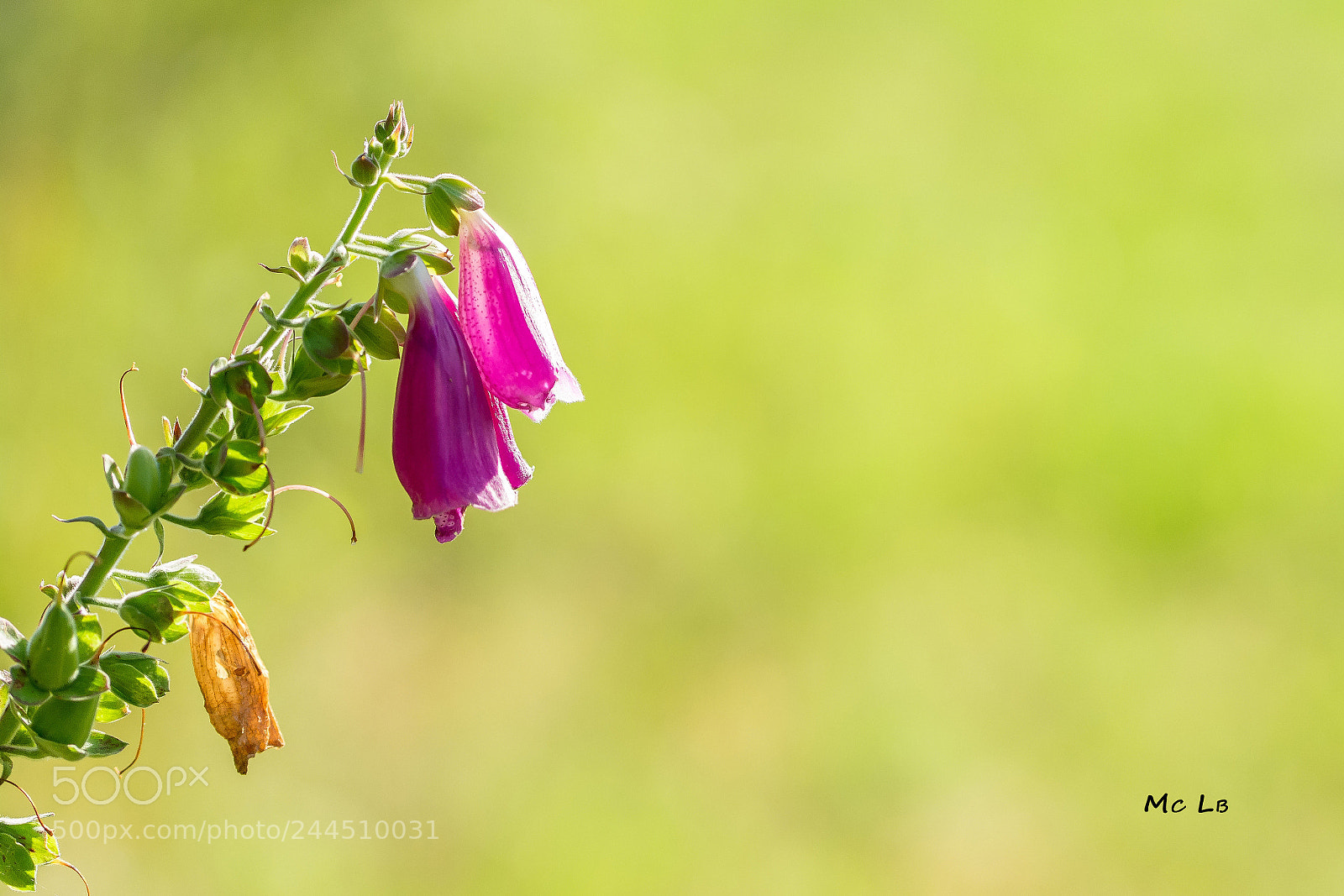 Nikon D7100 sample photo. Digitalis photography
