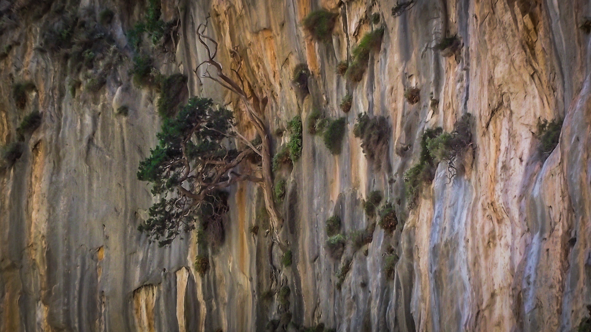 FujiFilm FinePix S2500HD (FinePix S2600HD) sample photo. Tree on the cliff photography