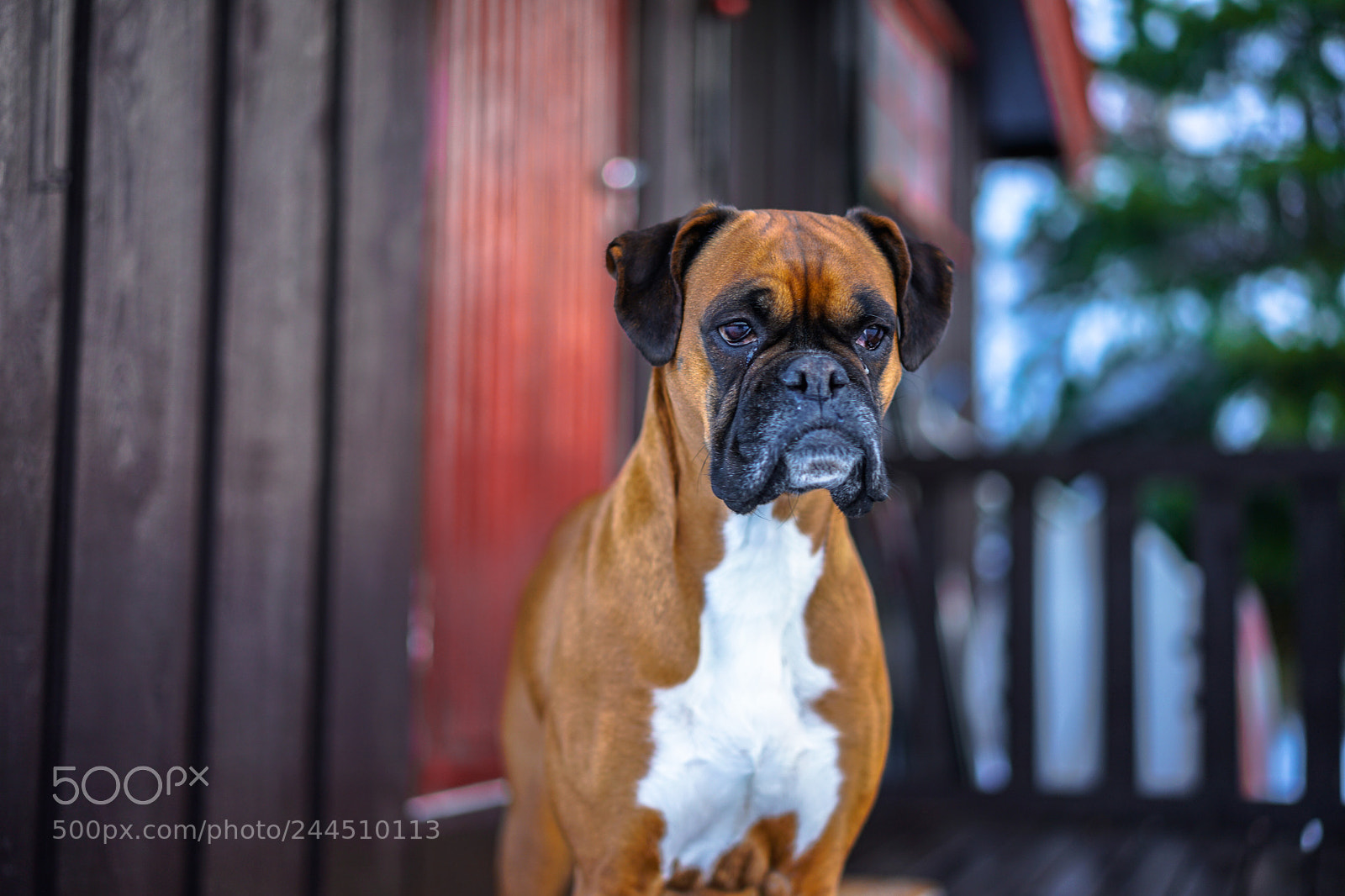 Sony a7 II sample photo. The guard photography