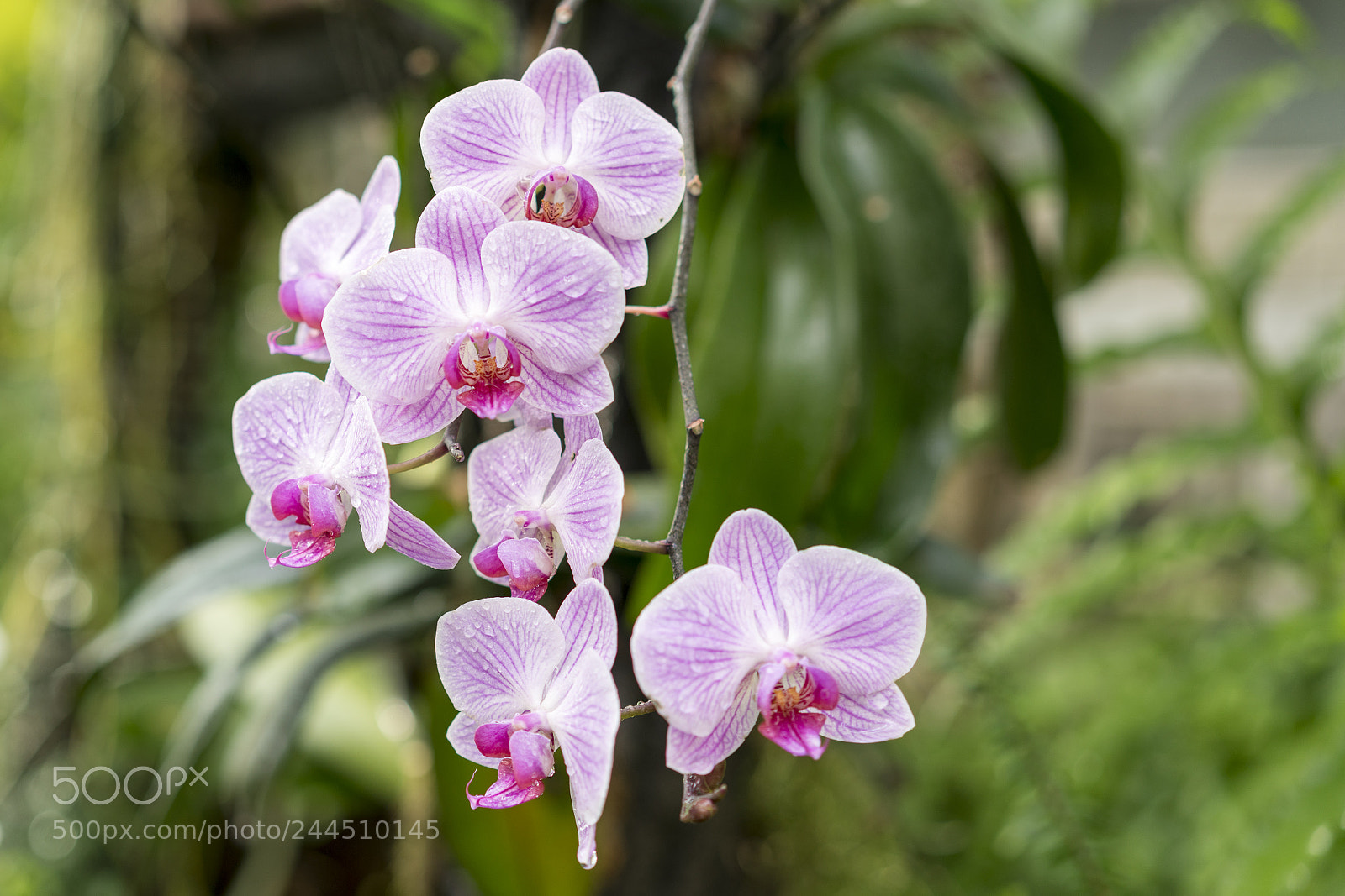 Sony a7R II sample photo. Violet orchid flowers in photography