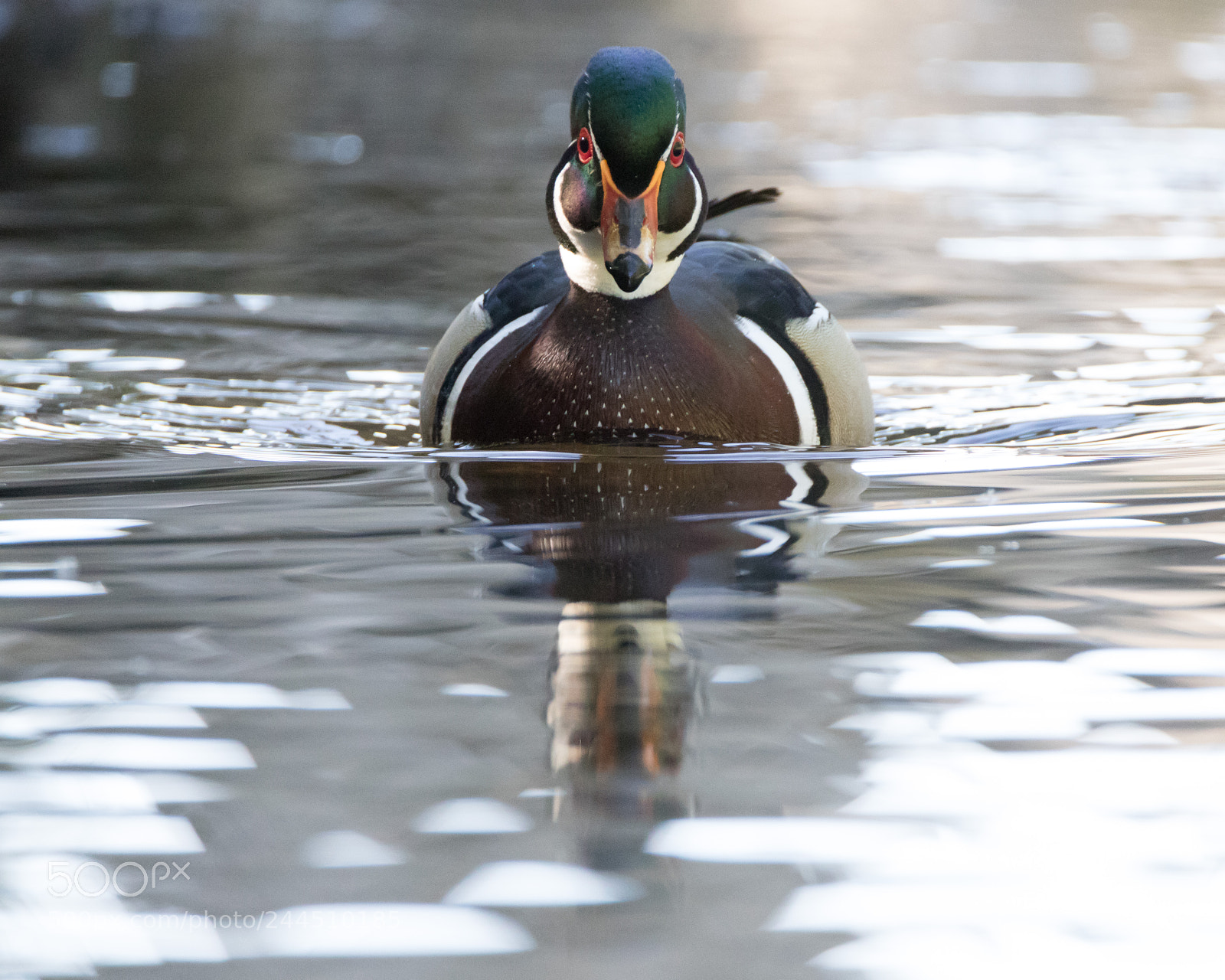 Canon EOS 7D Mark II sample photo. Kka photography
