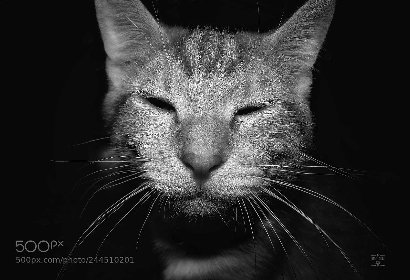 Sony Cyber-shot DSC-HX400V sample photo. Butters the cat photography