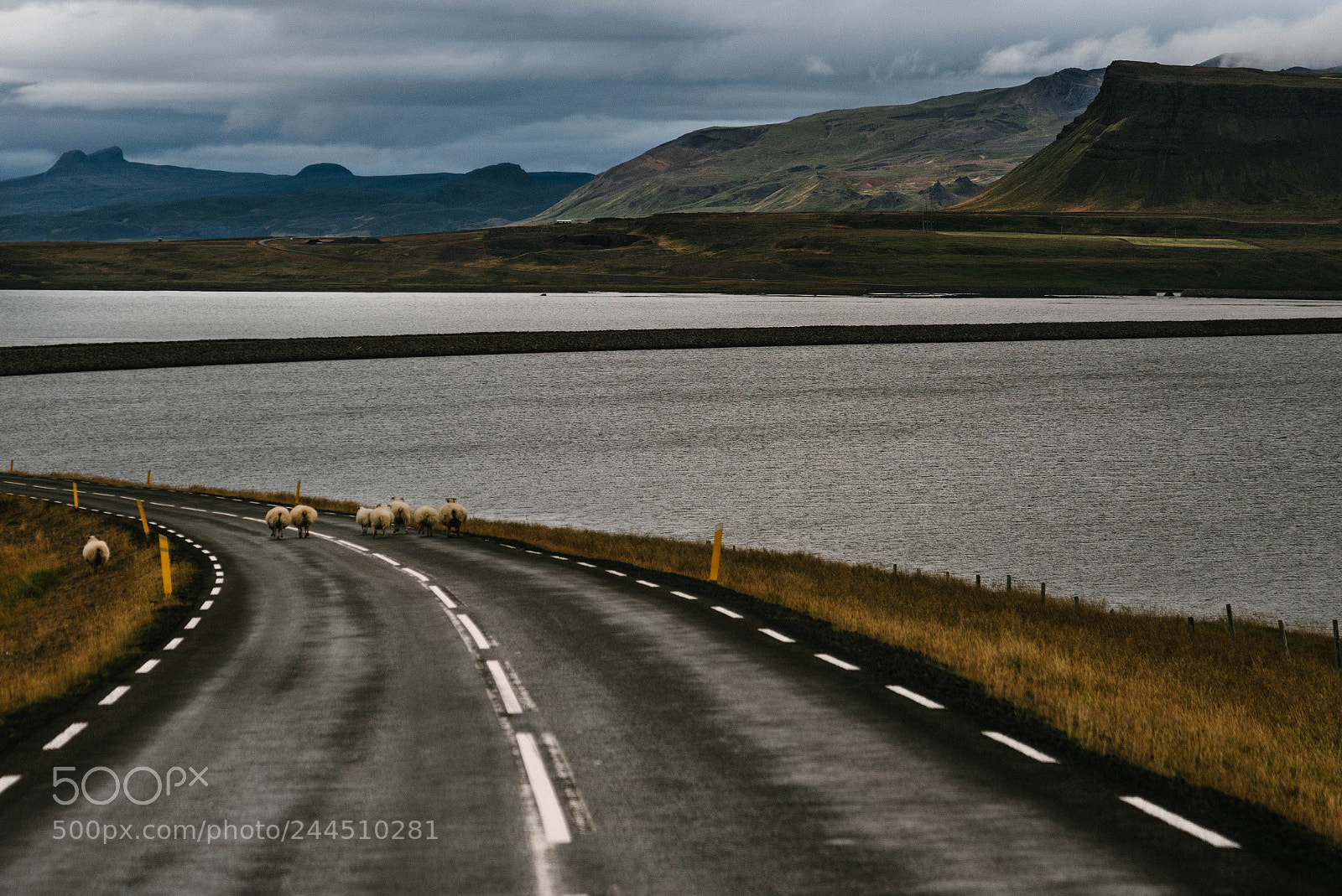 Sony a6500 sample photo. Schaafe stra e iceland photography