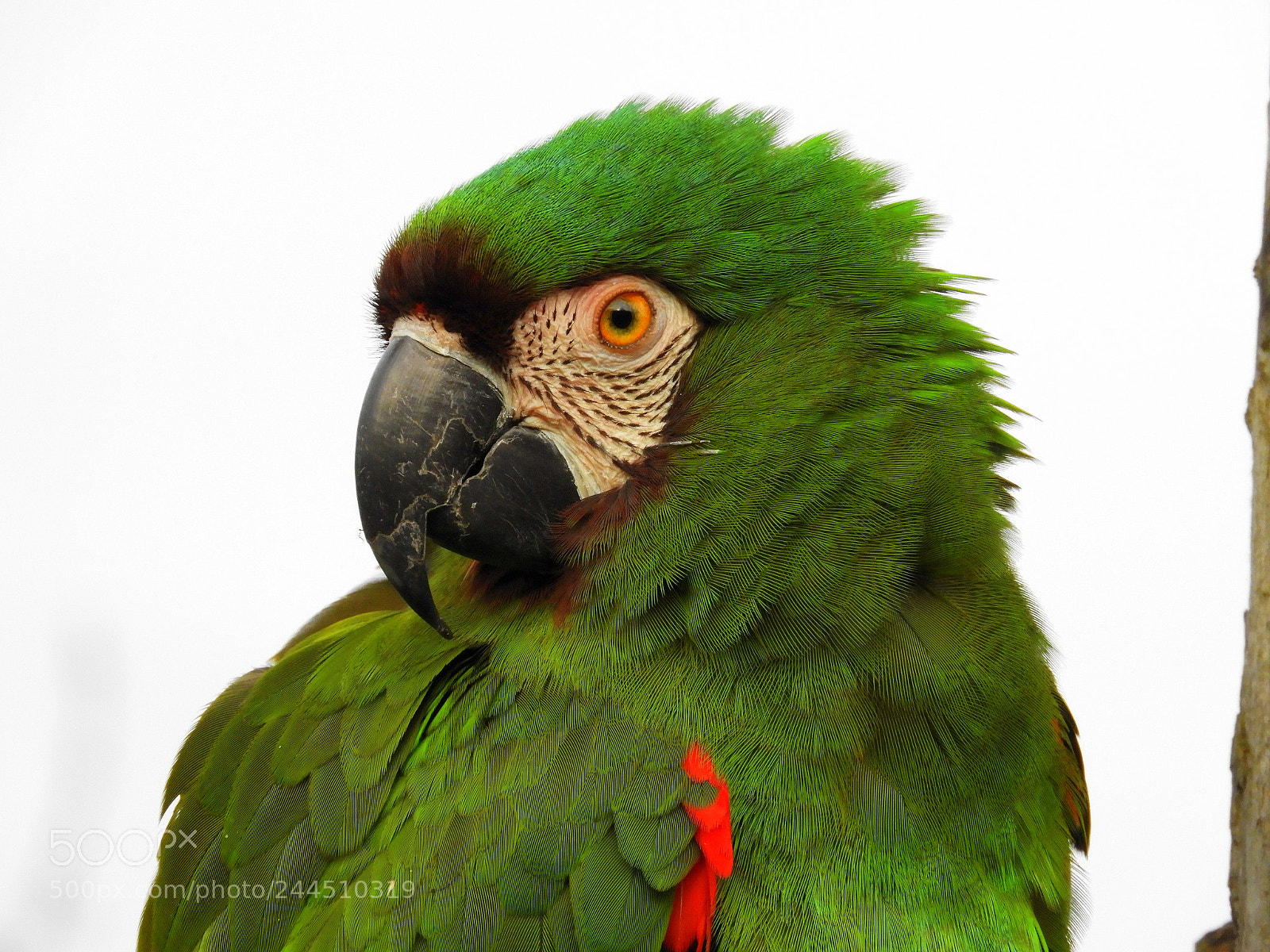 Nikon Coolpix B700 sample photo. A glorious green macaw photography