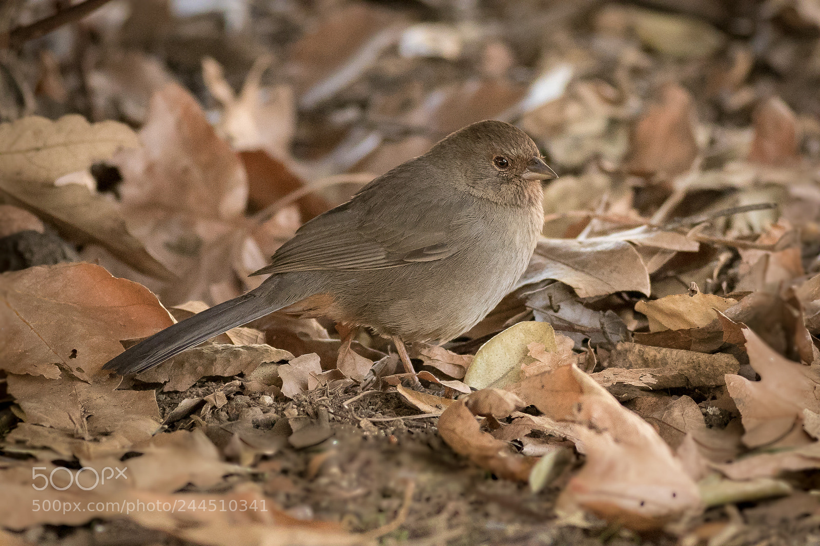 Canon EOS 7D Mark II sample photo. California towhee photography