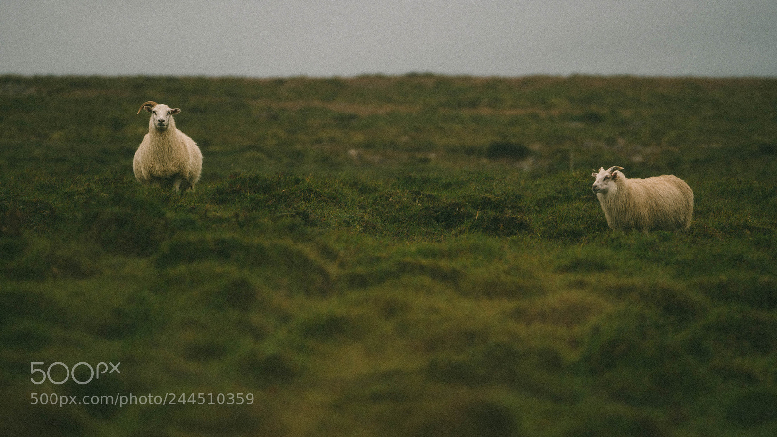 Sony a6500 sample photo. Zwei schaafe iceland photography