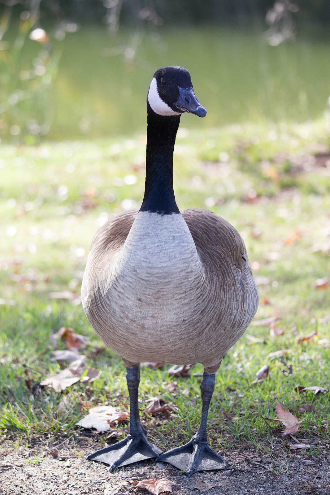 Canon EOS 700D (EOS Rebel T5i / EOS Kiss X7i) sample photo. Duck_duck_canadian_goose photography