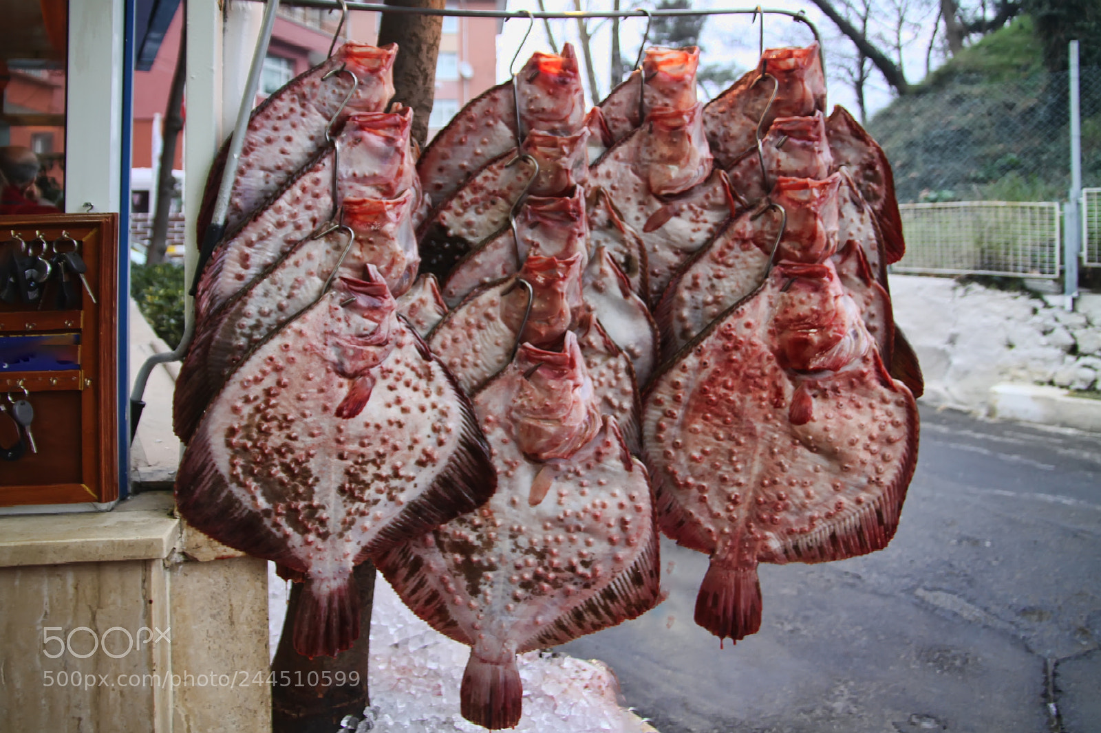Canon EOS 50D sample photo. Turbots photography