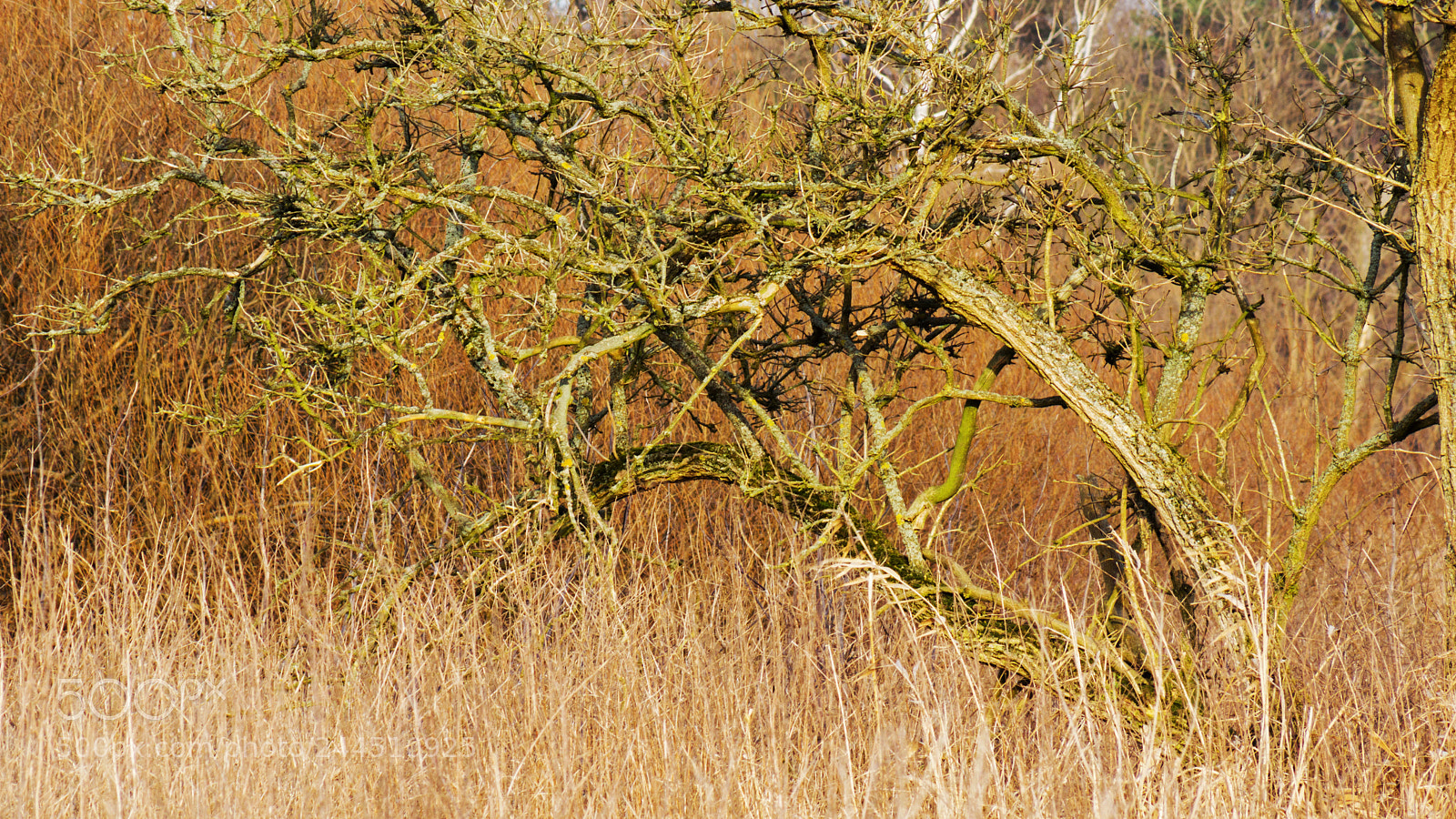 Sony SLT-A65 (SLT-A65V) sample photo. Sunny winter day photography