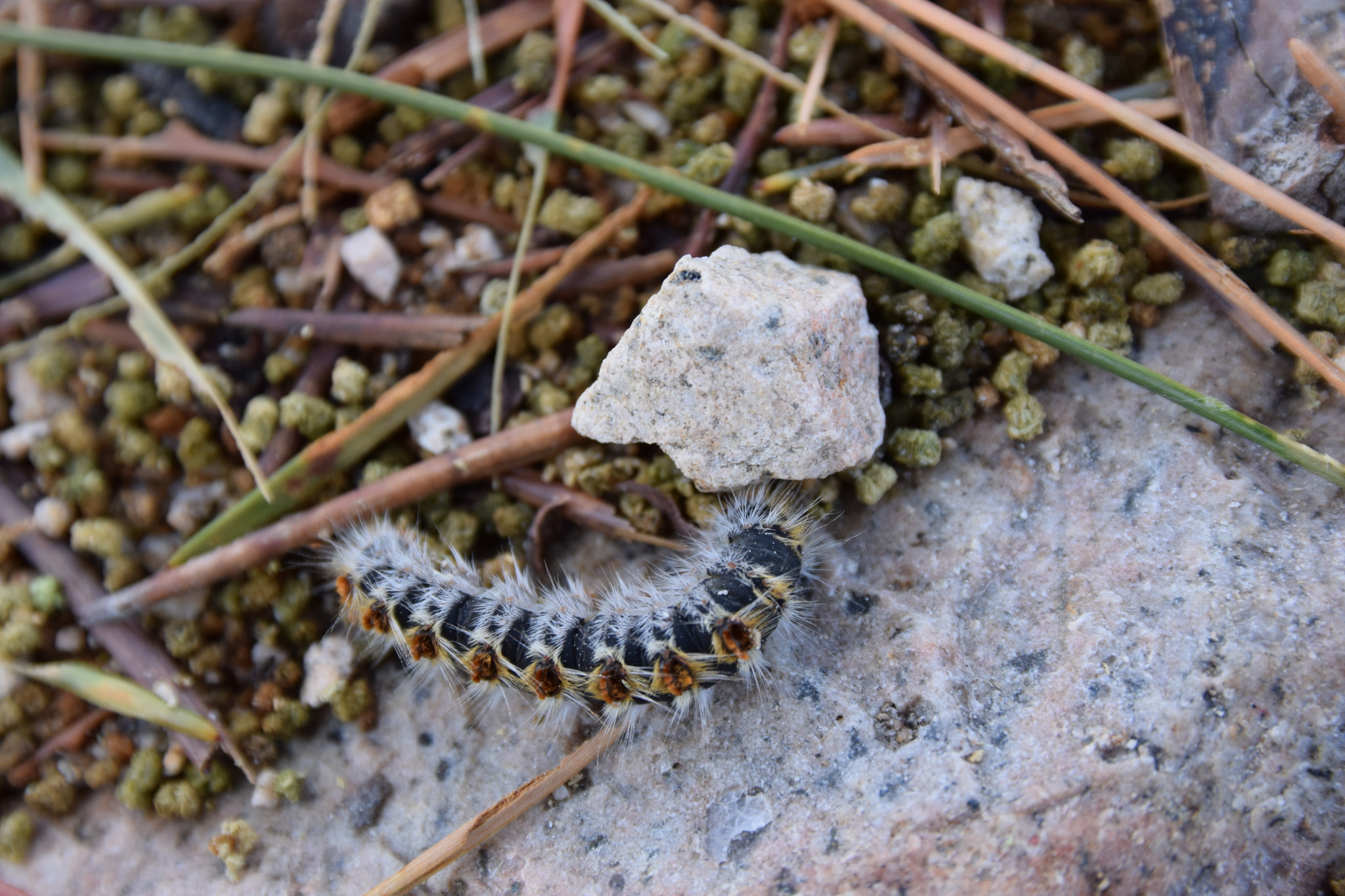 Nikon D3300 + Sigma 17-70mm F2.8-4 DC Macro OS HSM | C sample photo. Caterpillar photography