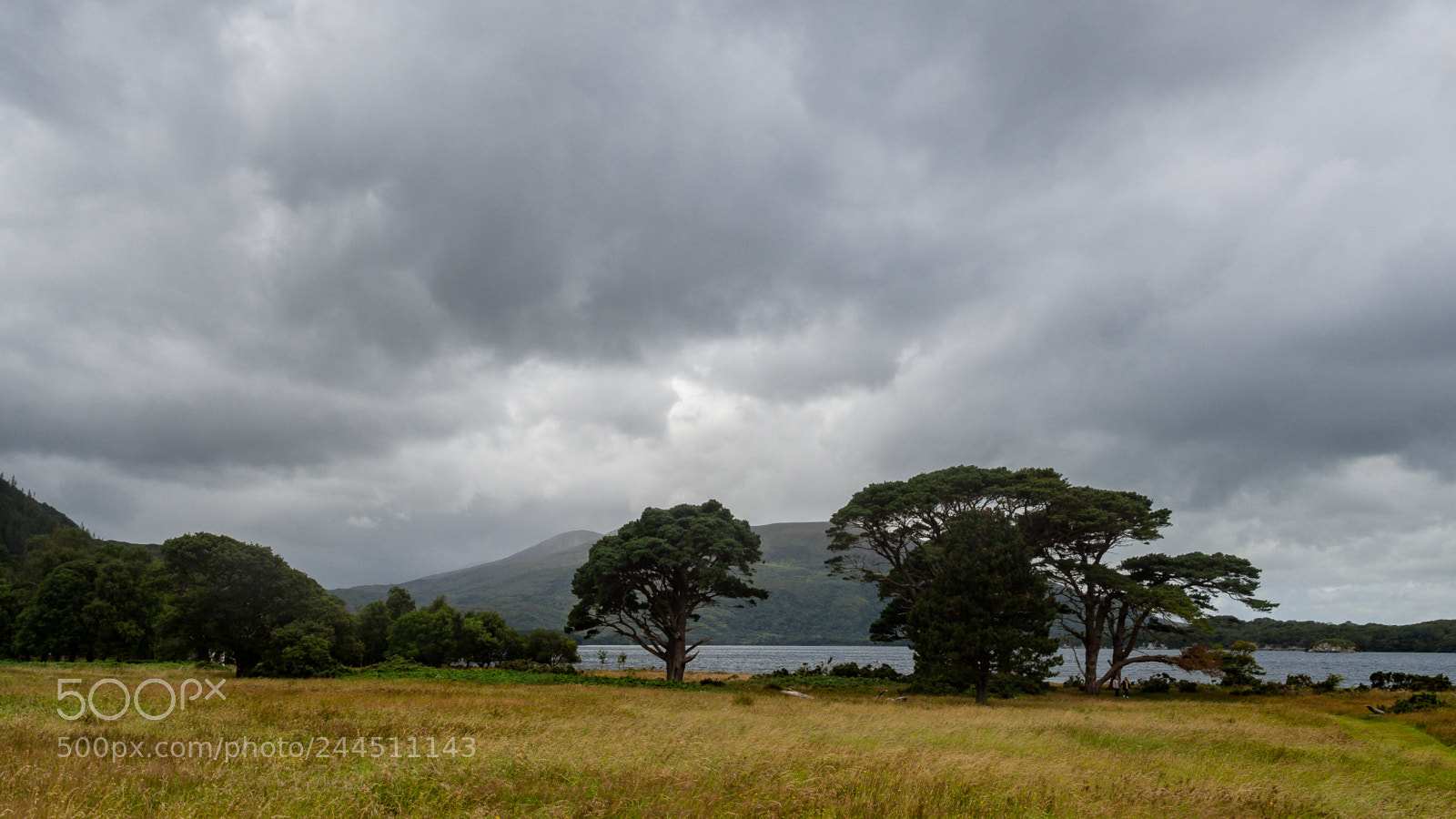 Olympus OM-D E-M10 II sample photo. Killarney nationalpark, ireland photography
