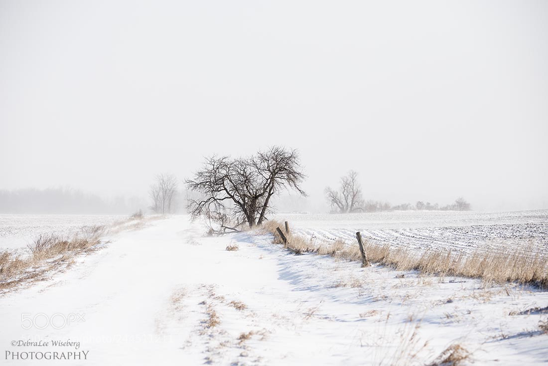 Nikon D800 sample photo. It's a cold cruel photography