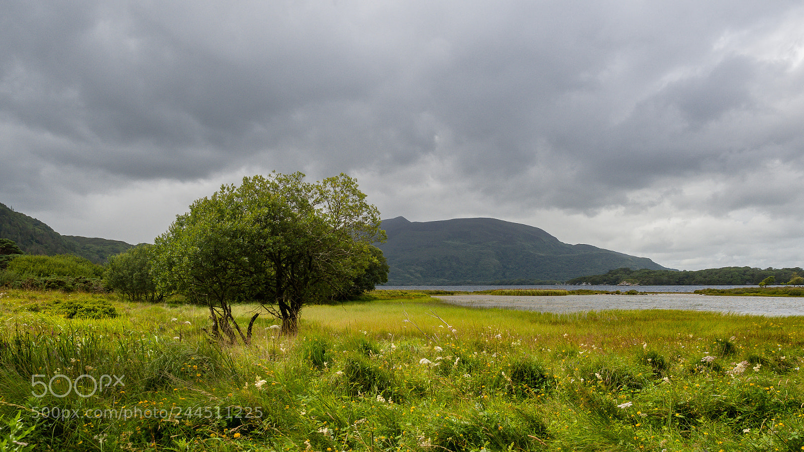 Olympus OM-D E-M10 II sample photo. Killarney nationalpark, ireland photography