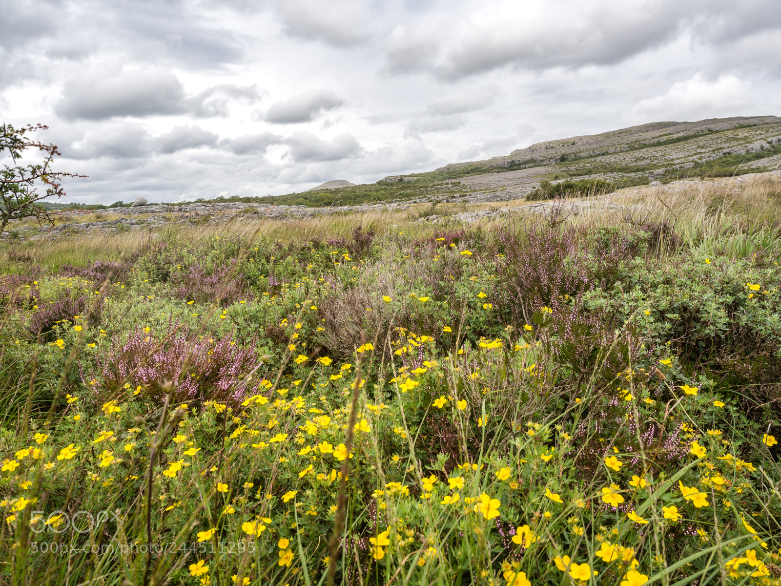 Olympus OM-D E-M10 II sample photo. Burren, ireland photography