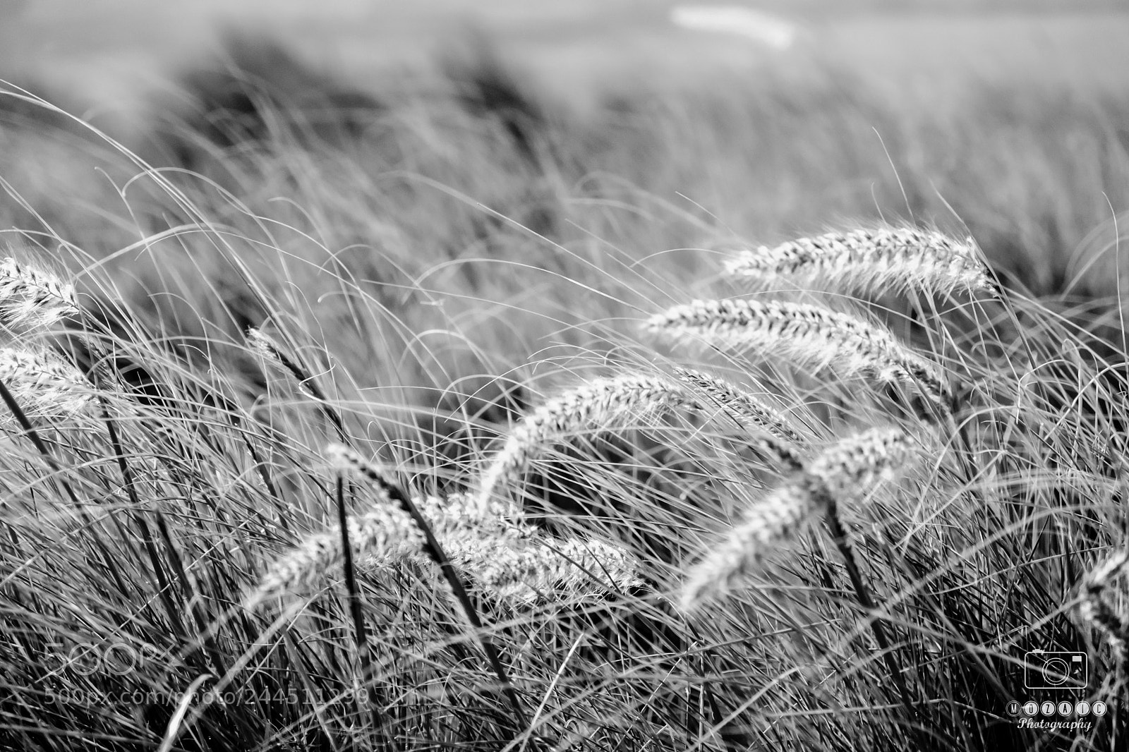 Fujifilm X-Pro2 sample photo. Fields of gold photography
